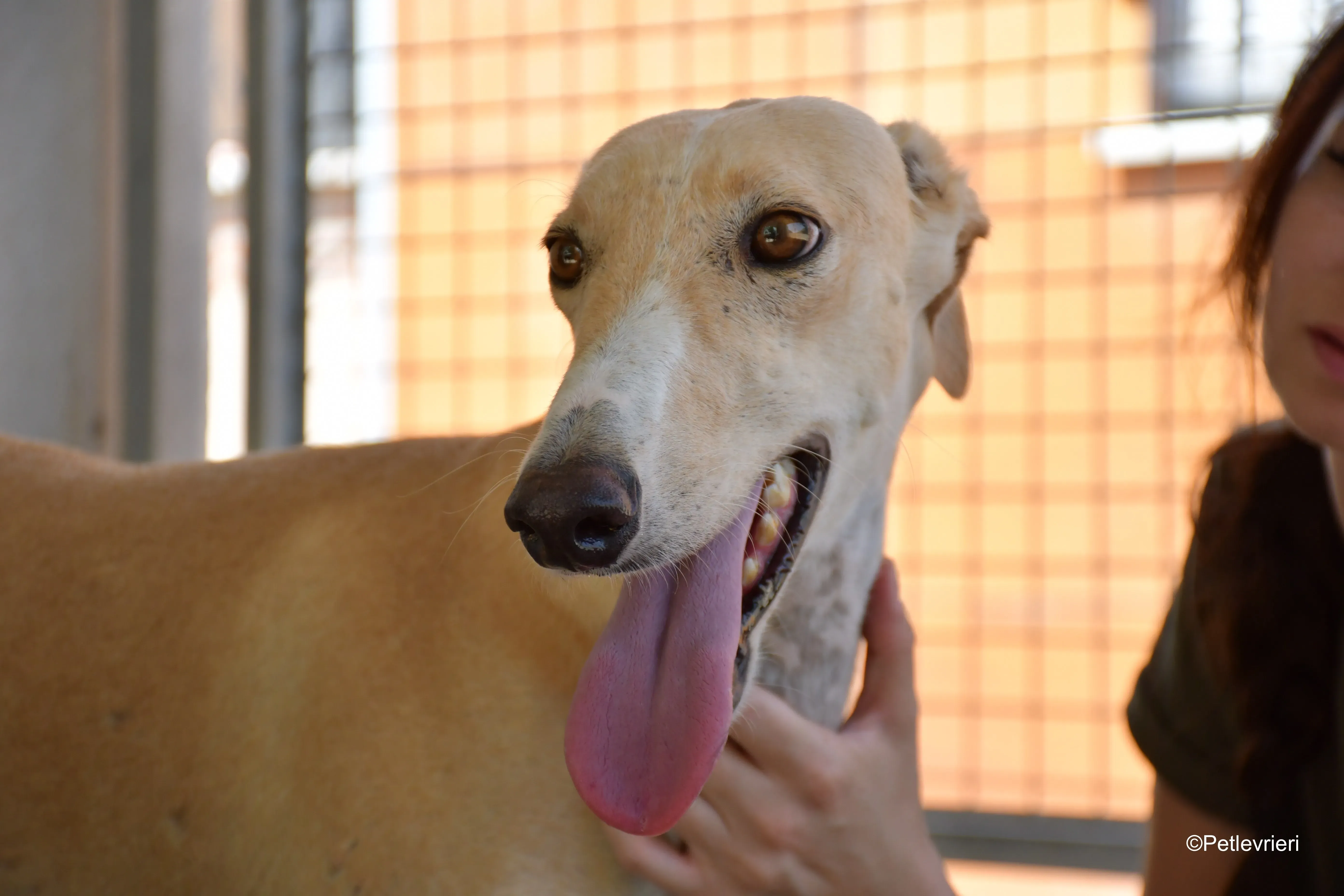 henry adozione levrieri galgo 5