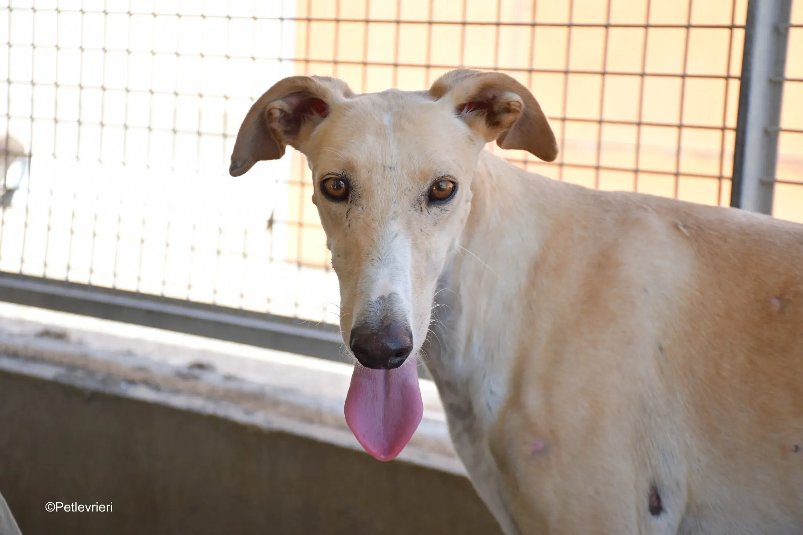 henry adozione levrieri galgo 6 scaled