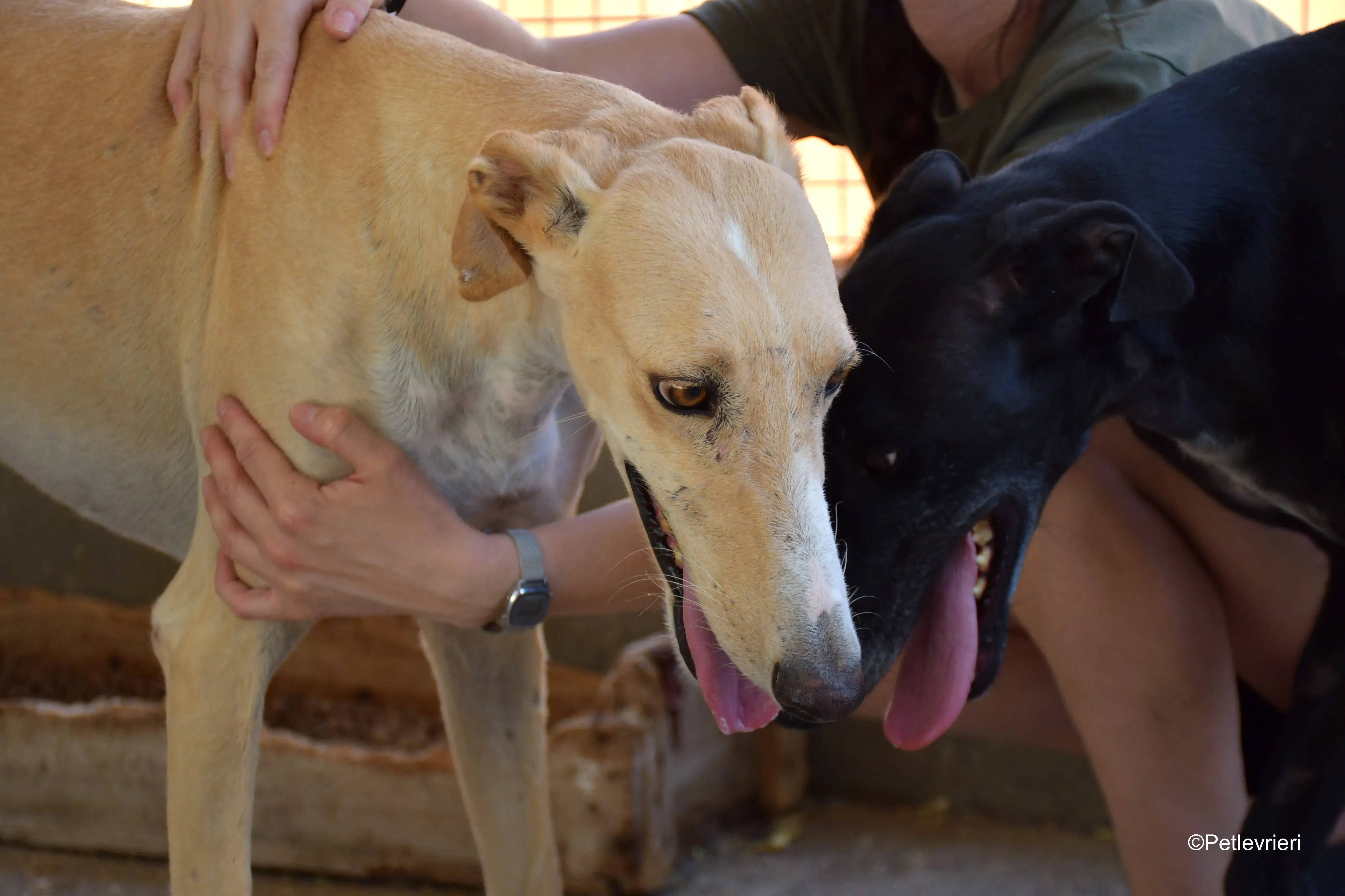 henry adozione levrieri galgo 7