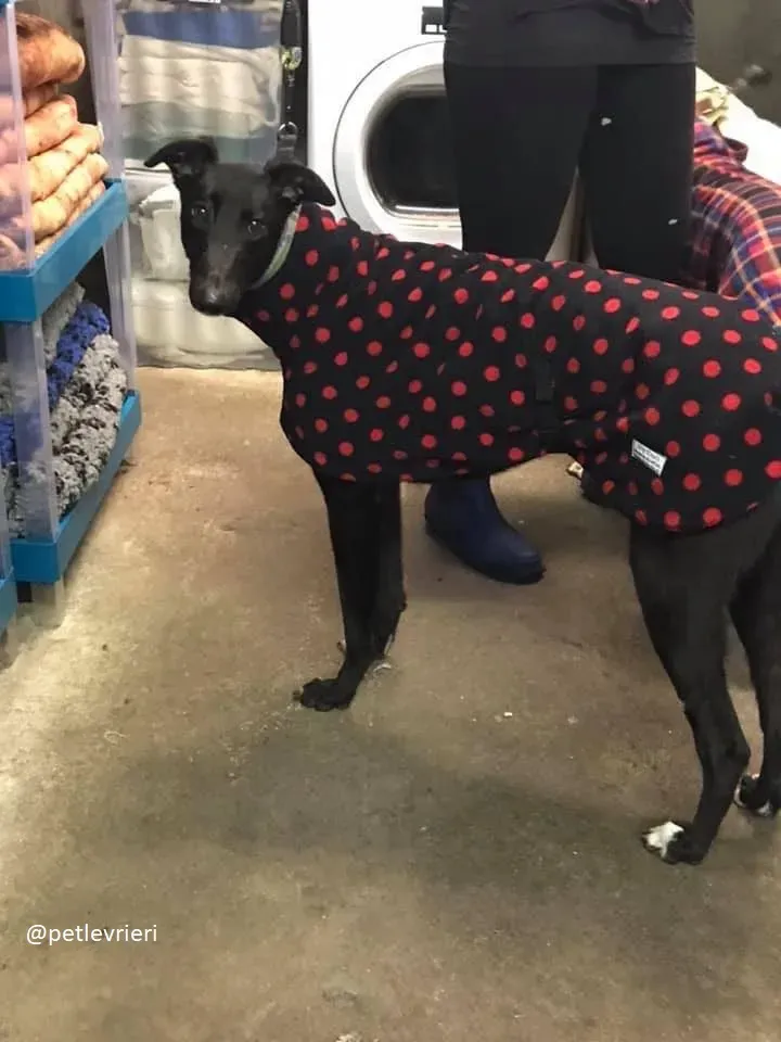 hepburn adozione greyhound