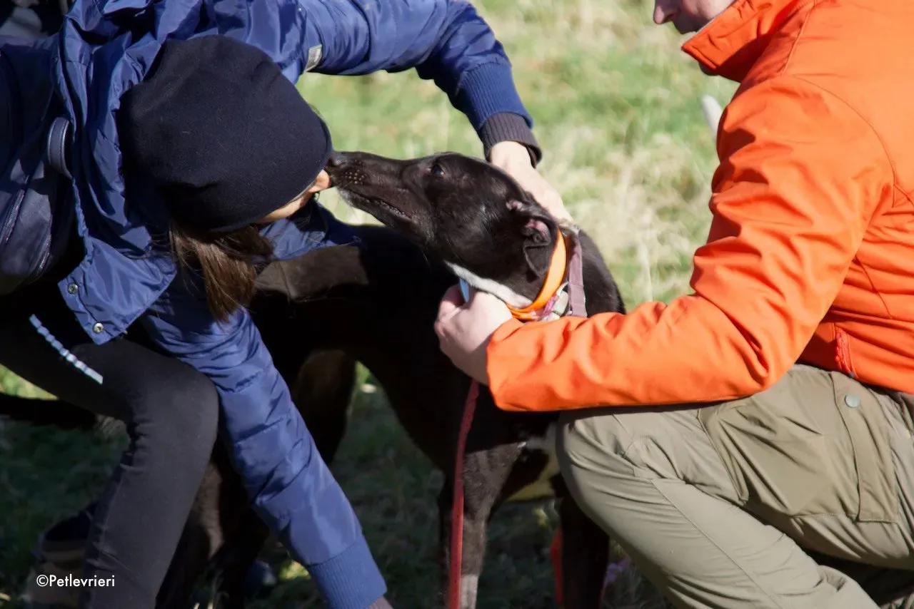 hepburn adozione levrieri greyhound 1