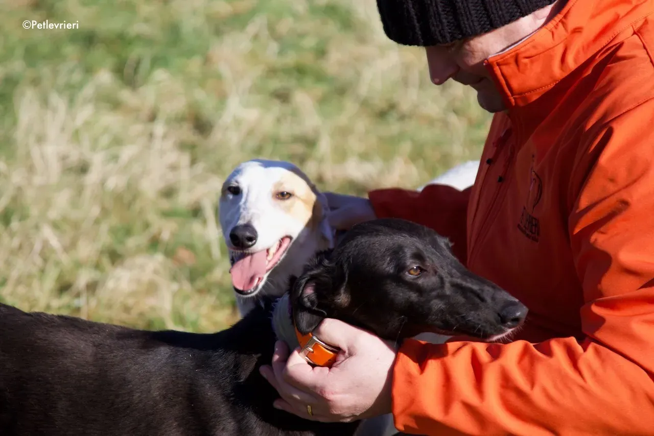 hepburn adozione levrieri greyhound 10