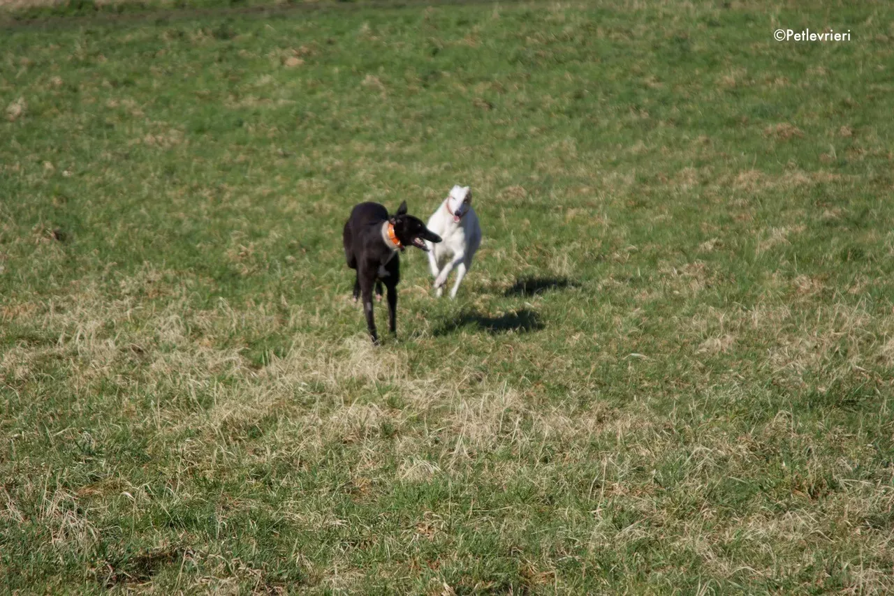 hepburn adozione levrieri greyhound 3