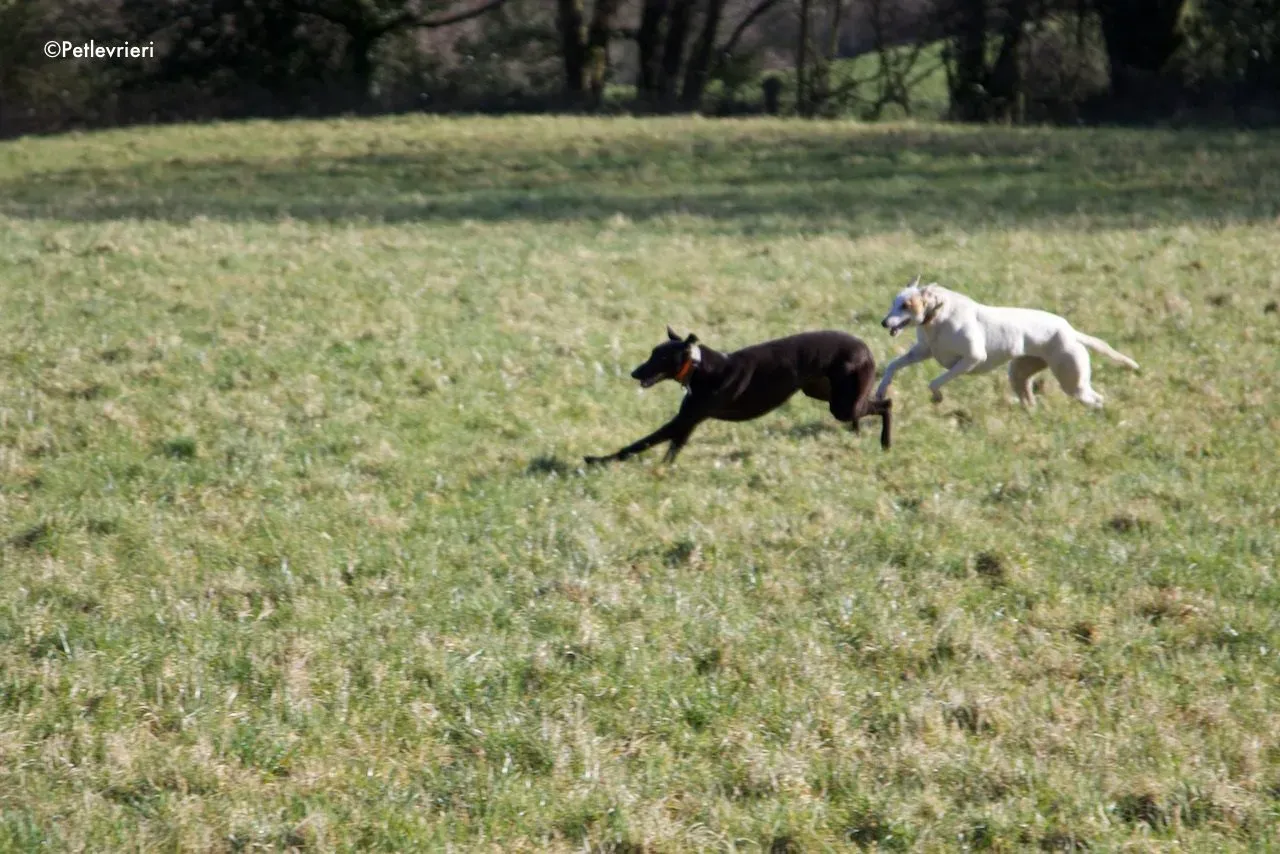hepburn adozione levrieri greyhound 4