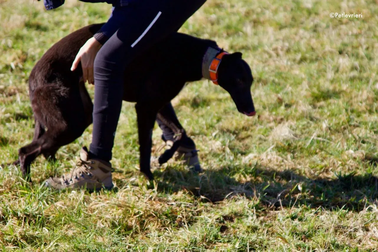 hepburn adozione levrieri greyhound 6
