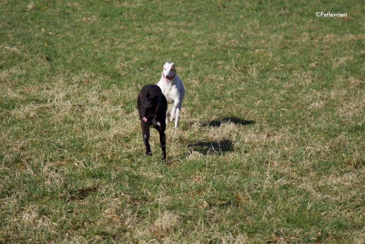 hepburn adozione levrieri greyhound 7