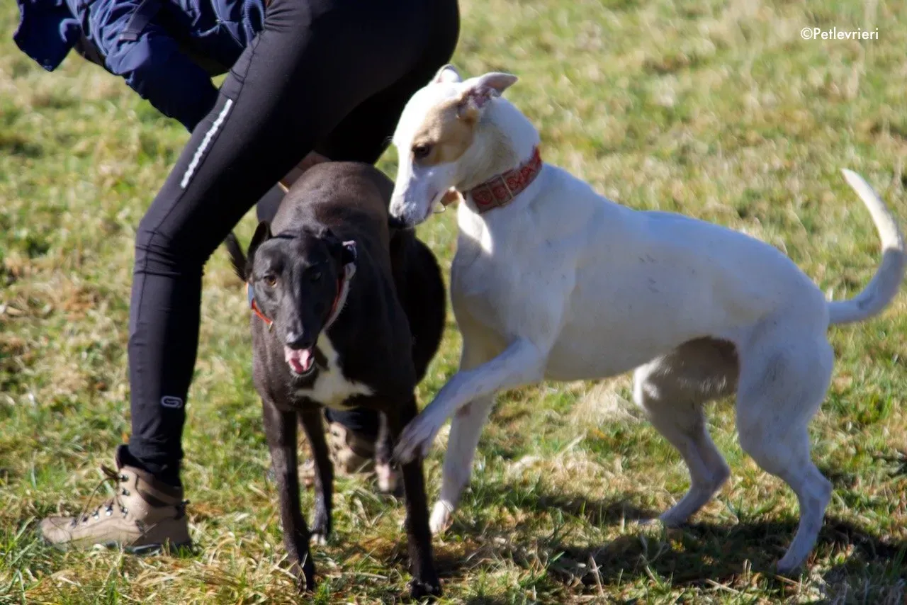 hepburn adozione levrieri greyhound 8