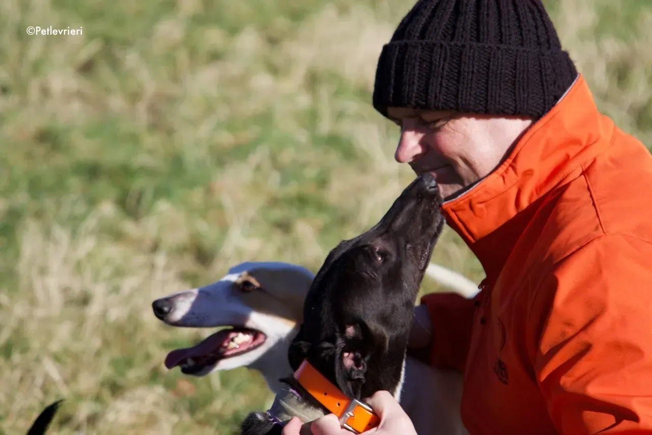 hepburn adozione levrieri greyhound 9