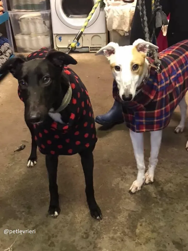 hepburn fonda adozione greyhound