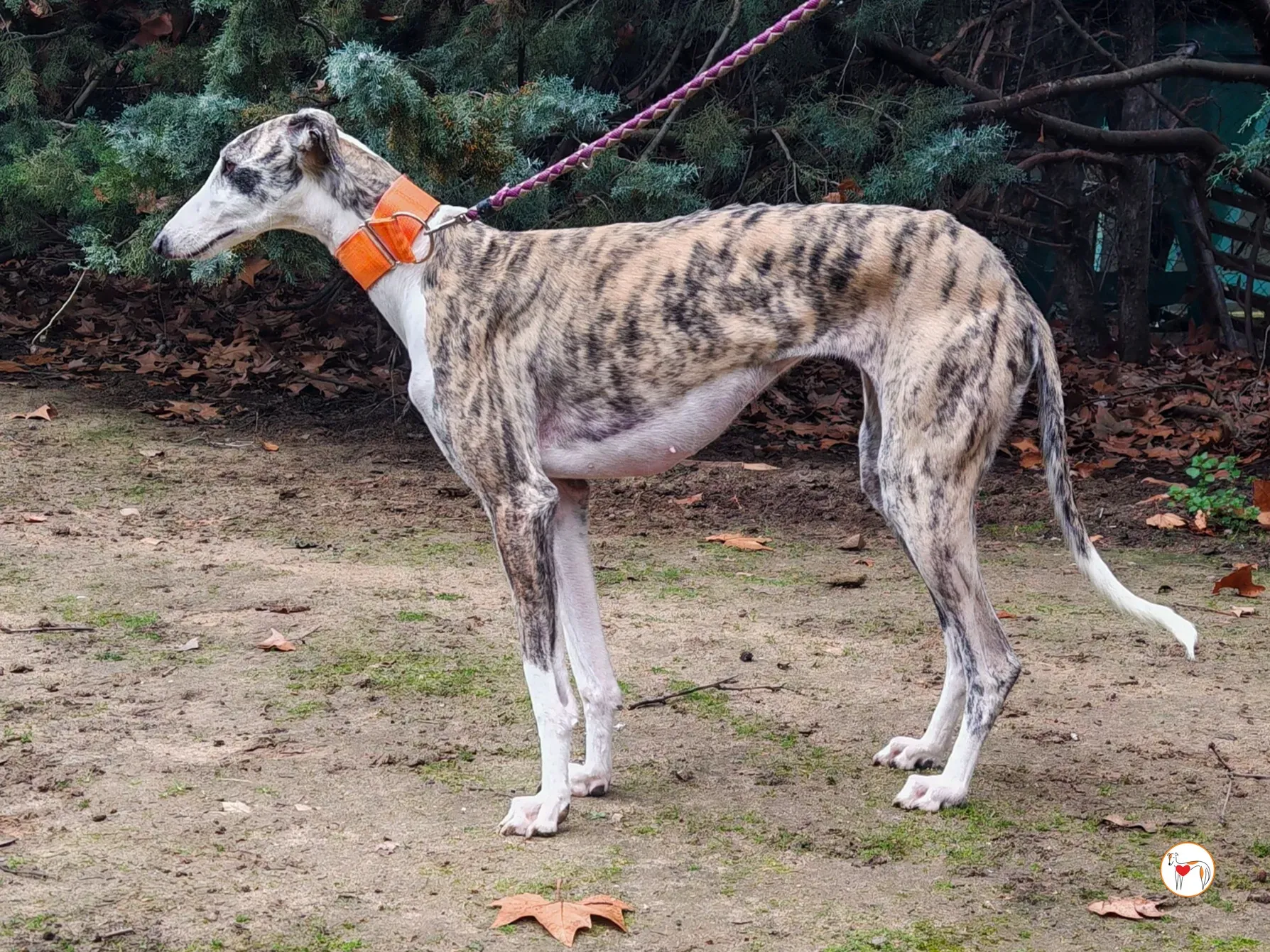 hera galgo adozione 01