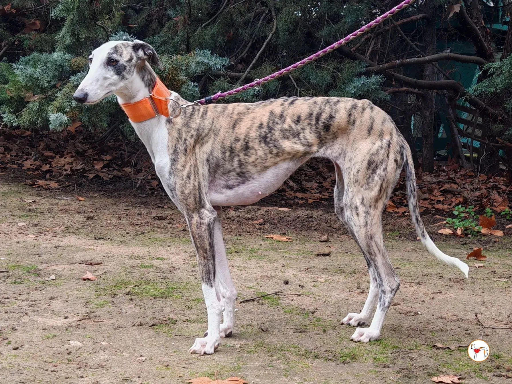 hera galgo adozione 02