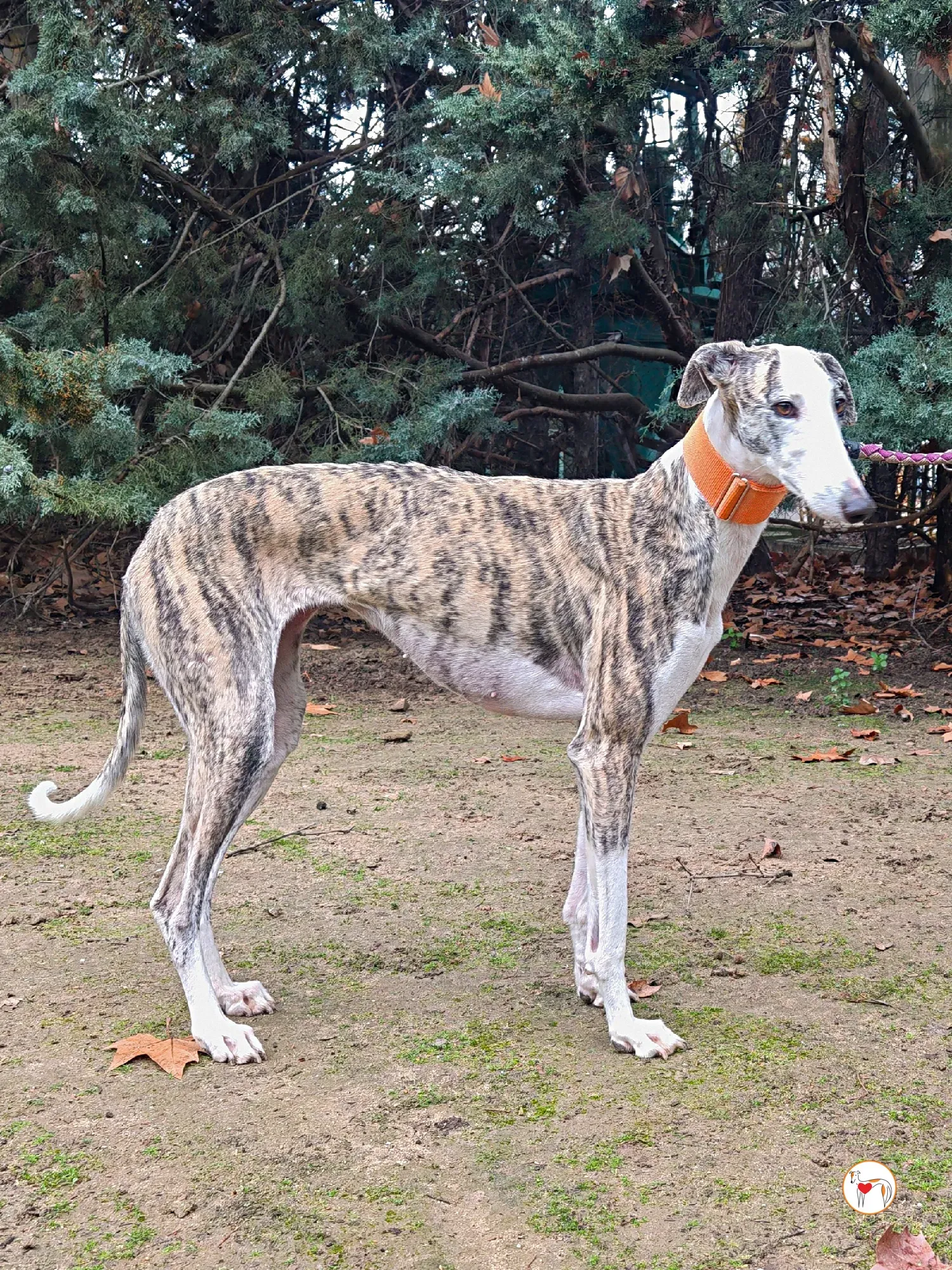 hera galgo adozione 03