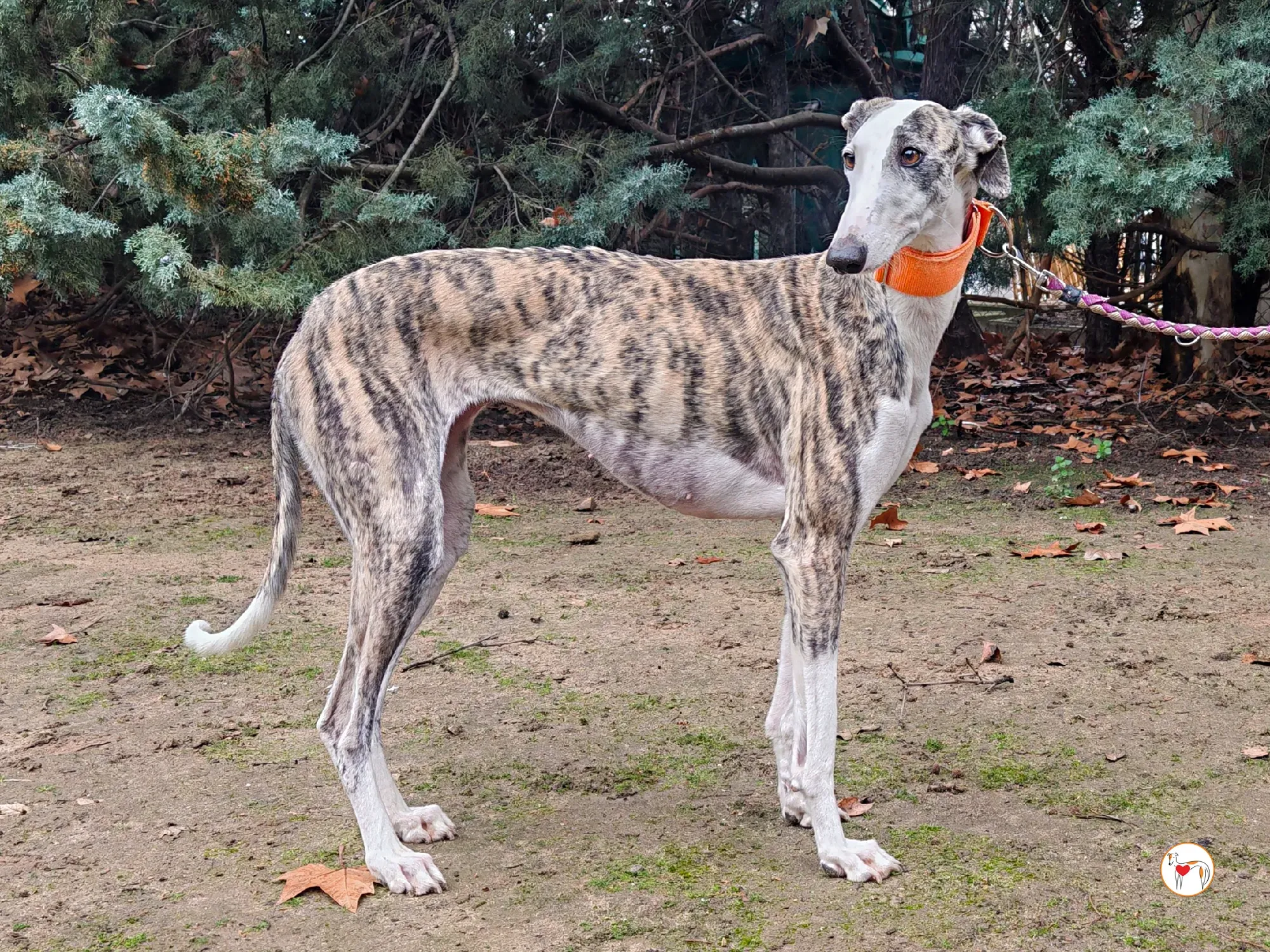 hera galgo adozione 04