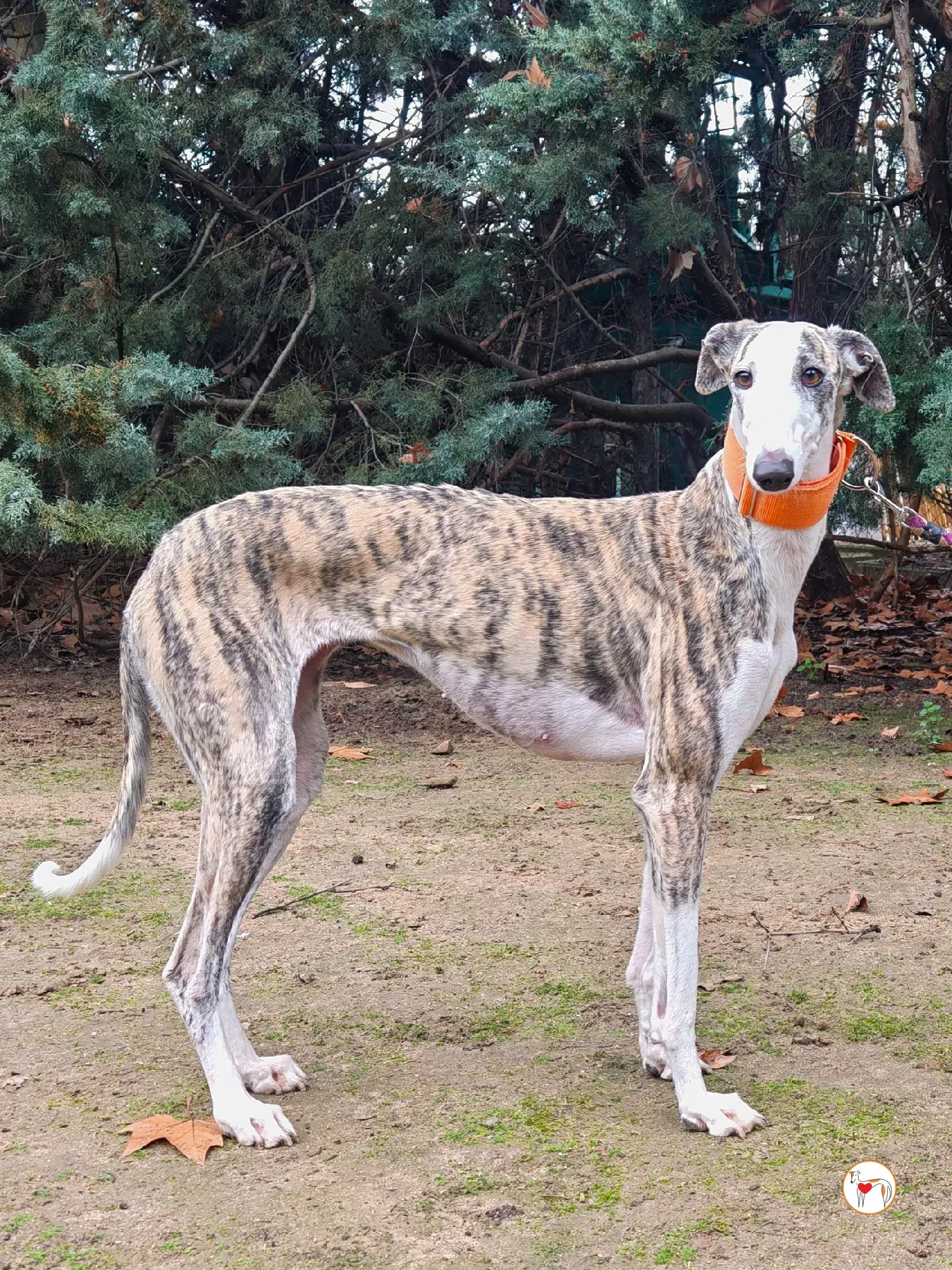 hera galgo adozione 05