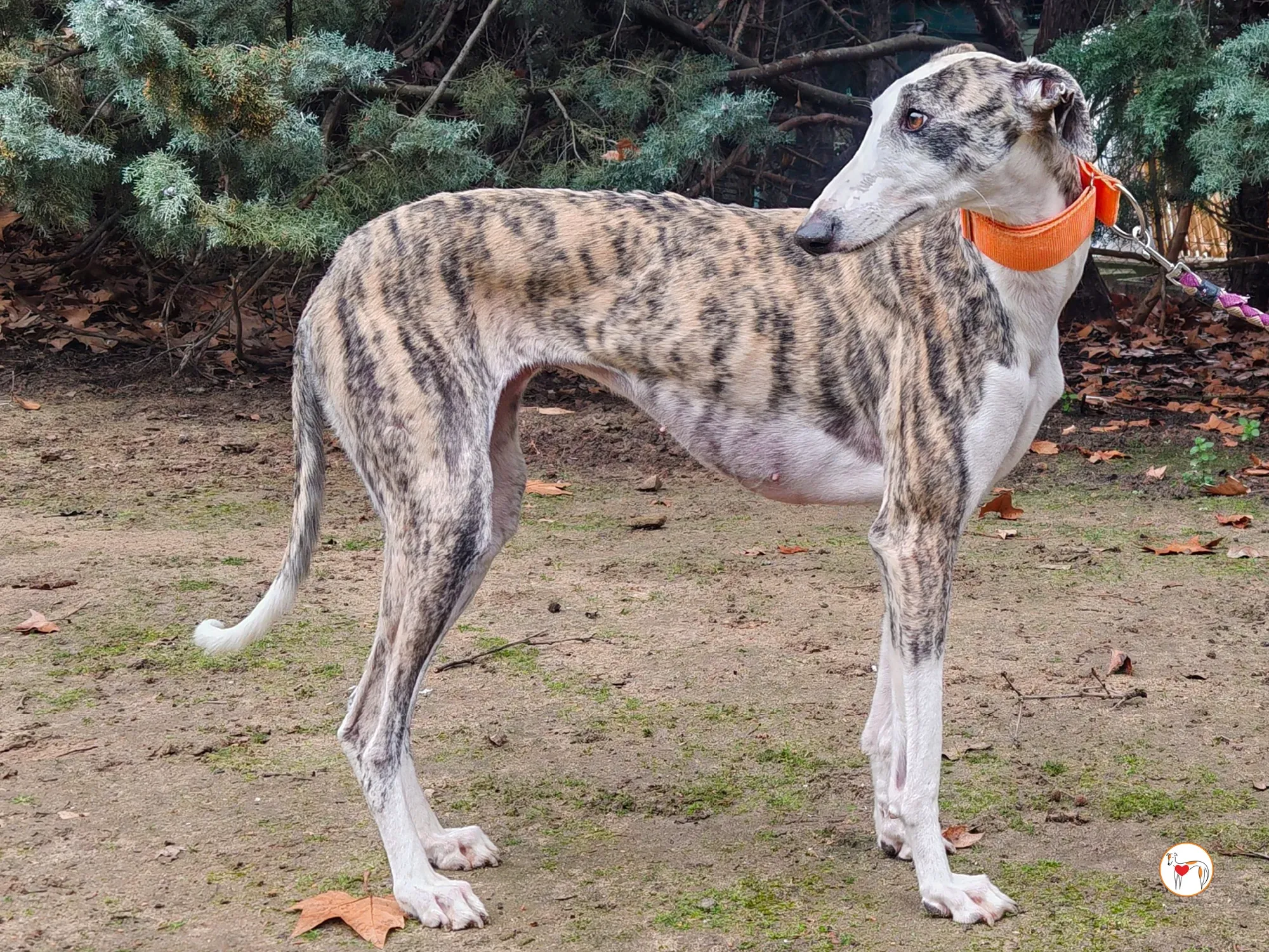 hera galgo adozione 06