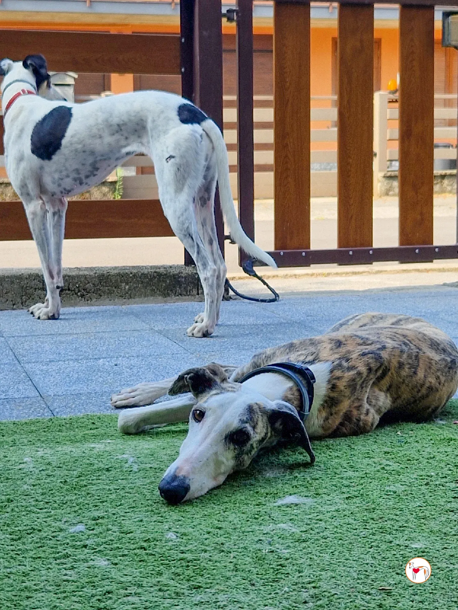 hera galgo adozione 08