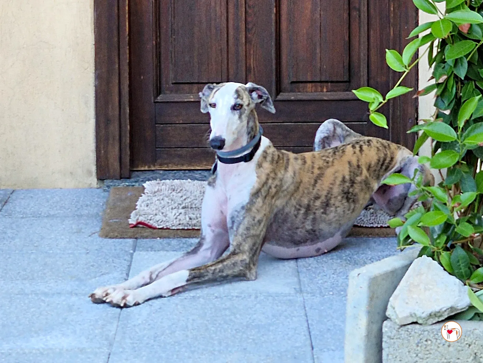 hera galgo adozione 09