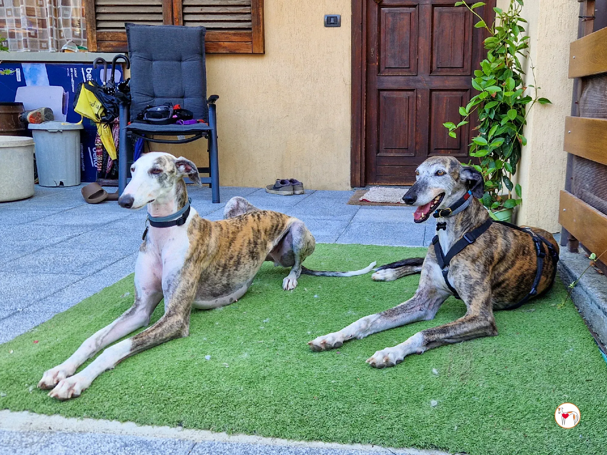 hera galgo adozione 10