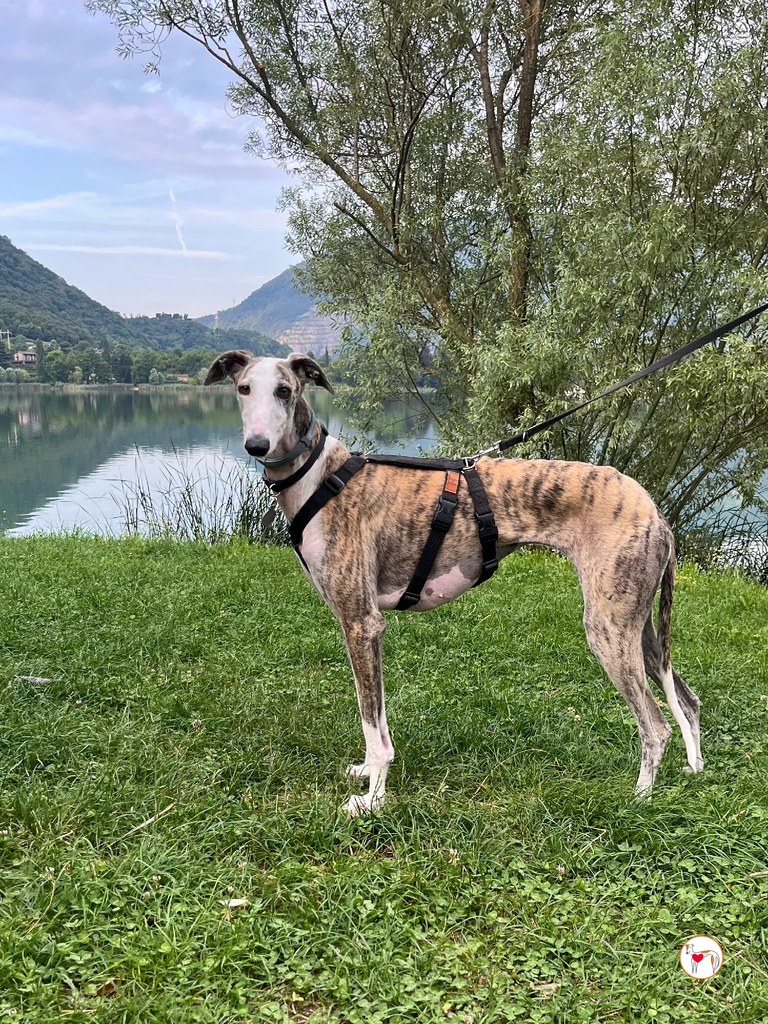 hera galgo adozione 11