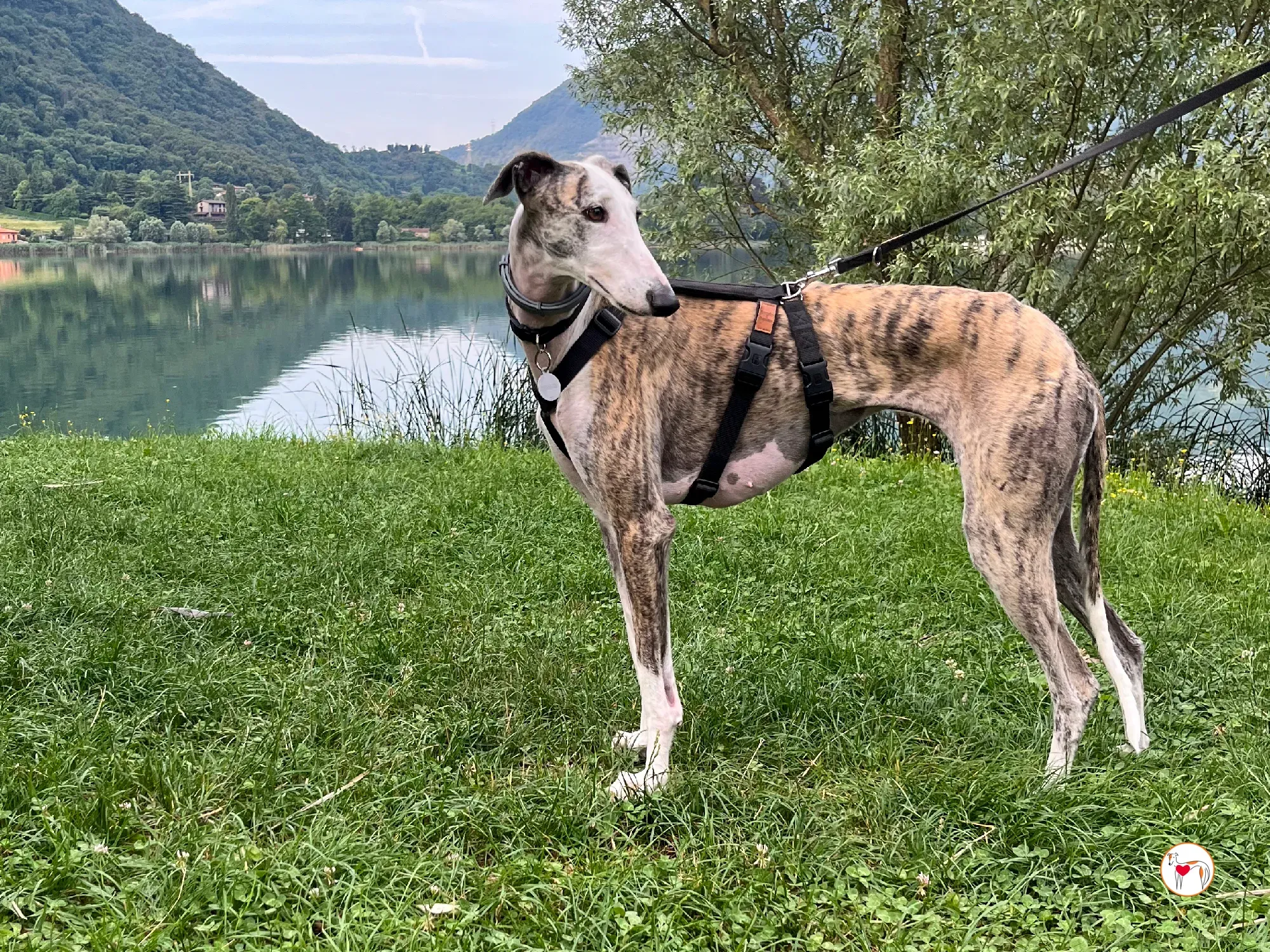 hera galgo adozione 12