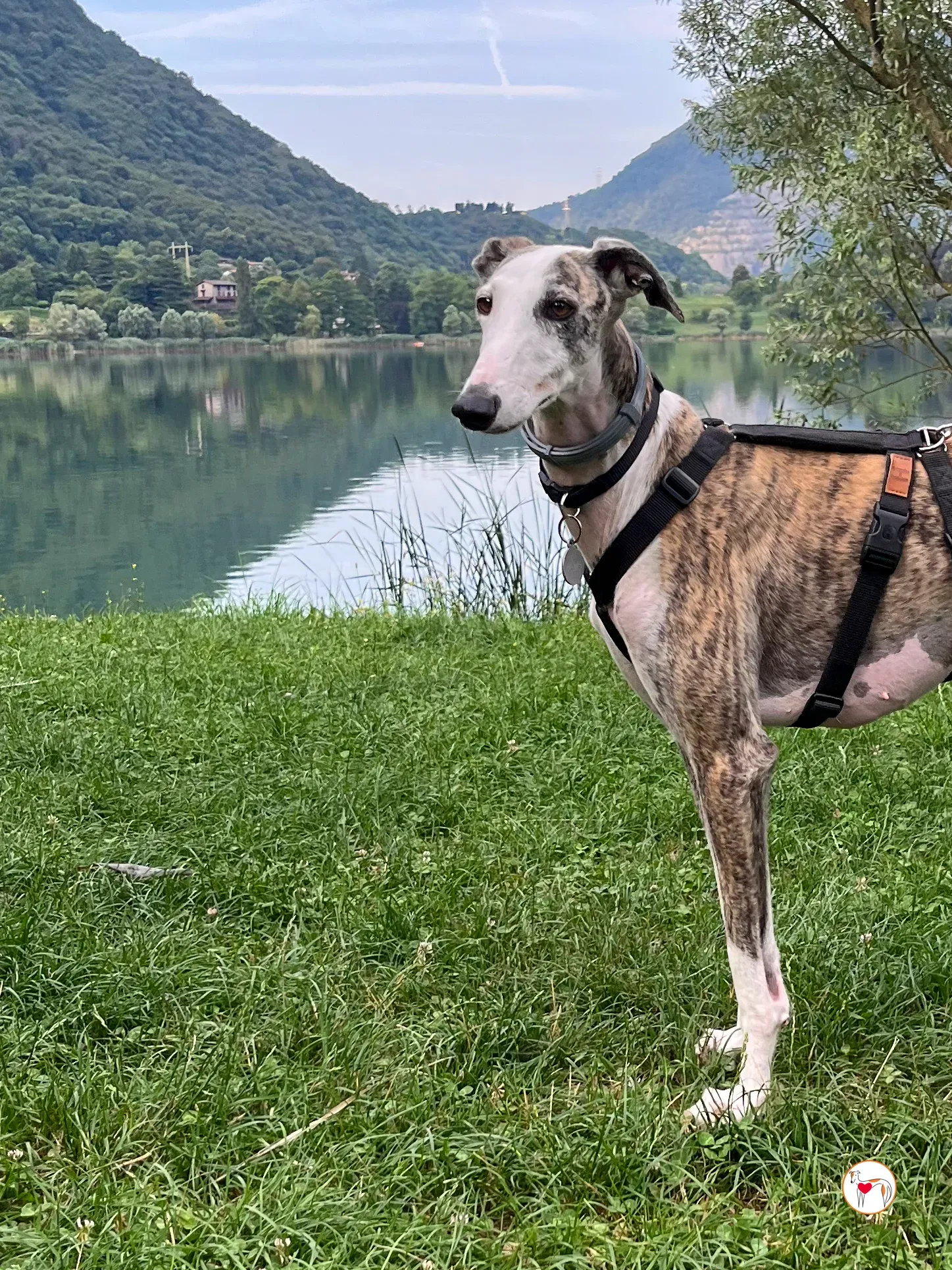 hera galgo adozione 13