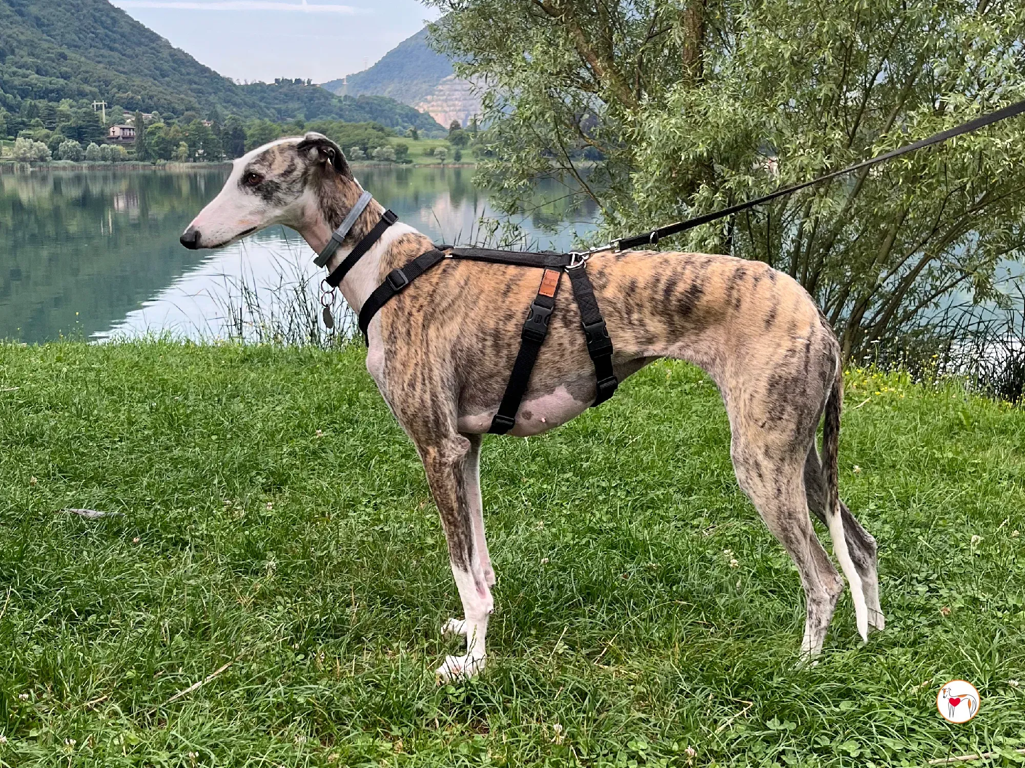 hera galgo adozione 14