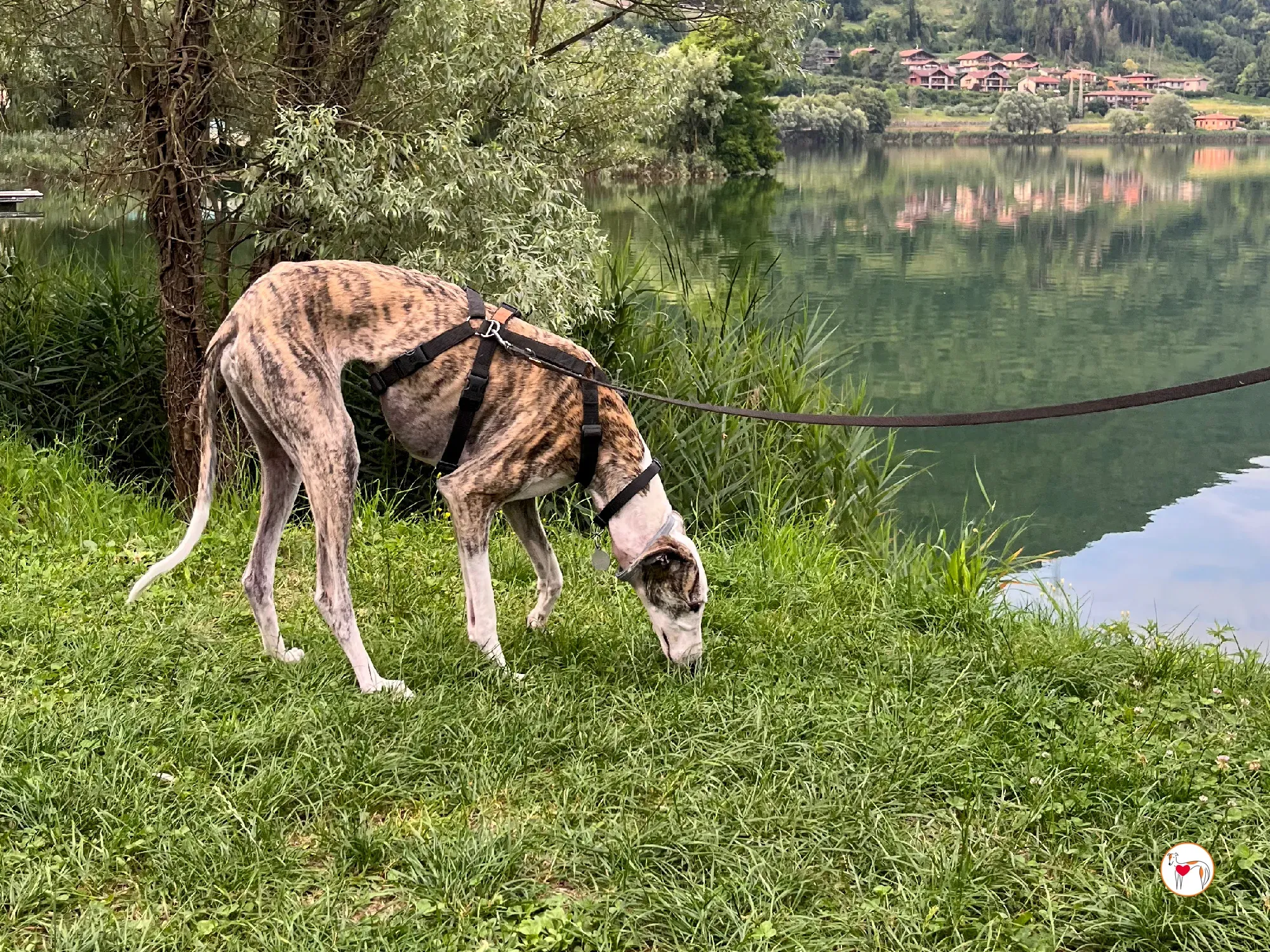 hera galgo adozione 15