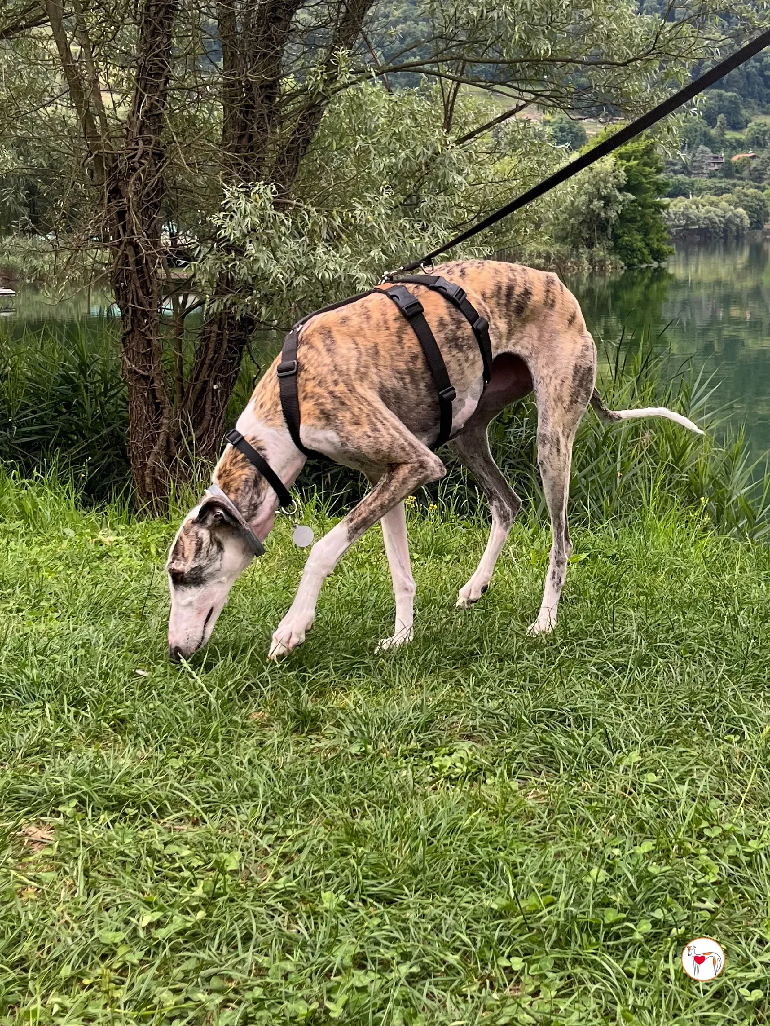 hera galgo adozione 16
