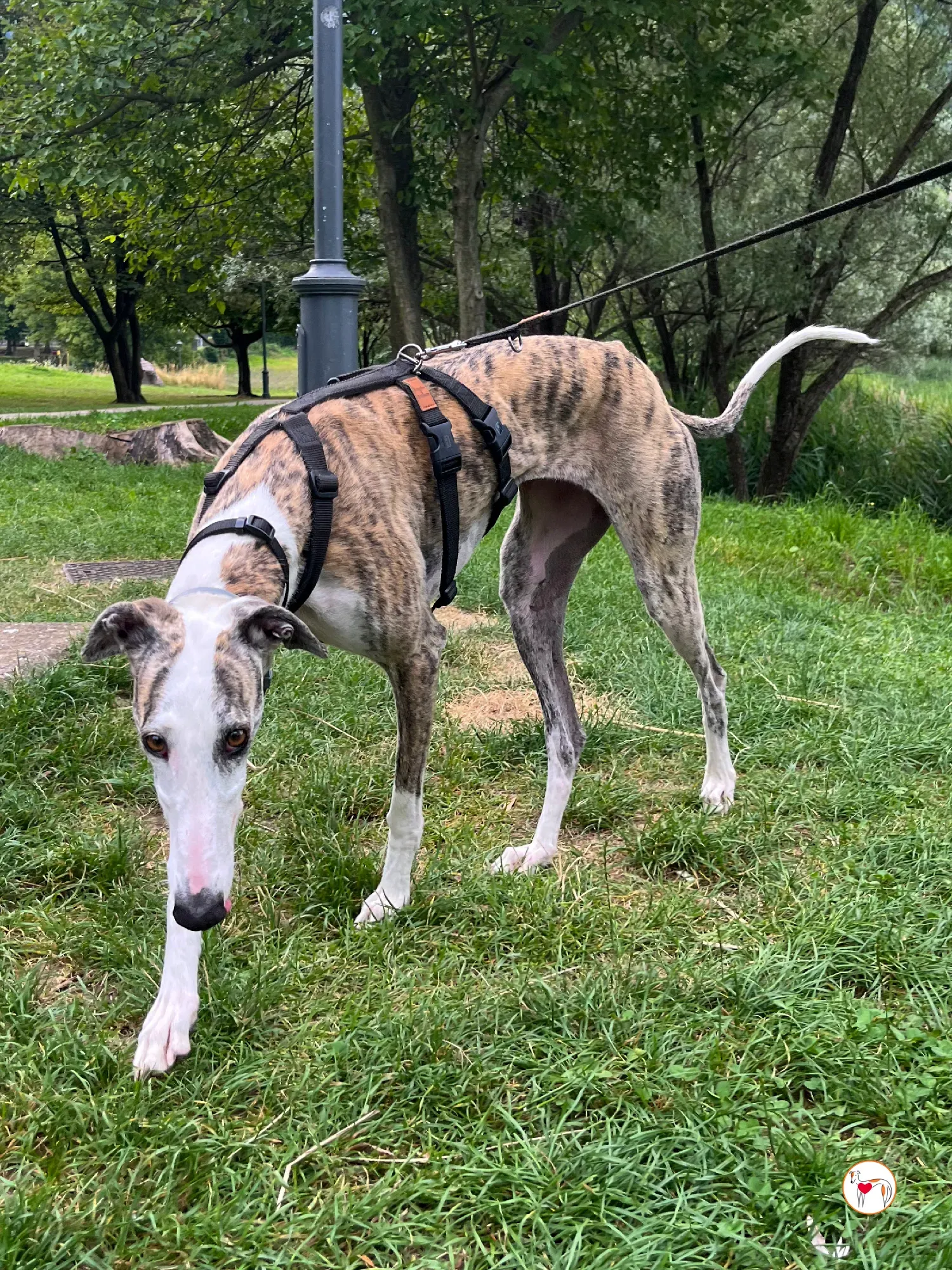 hera galgo adozione 17