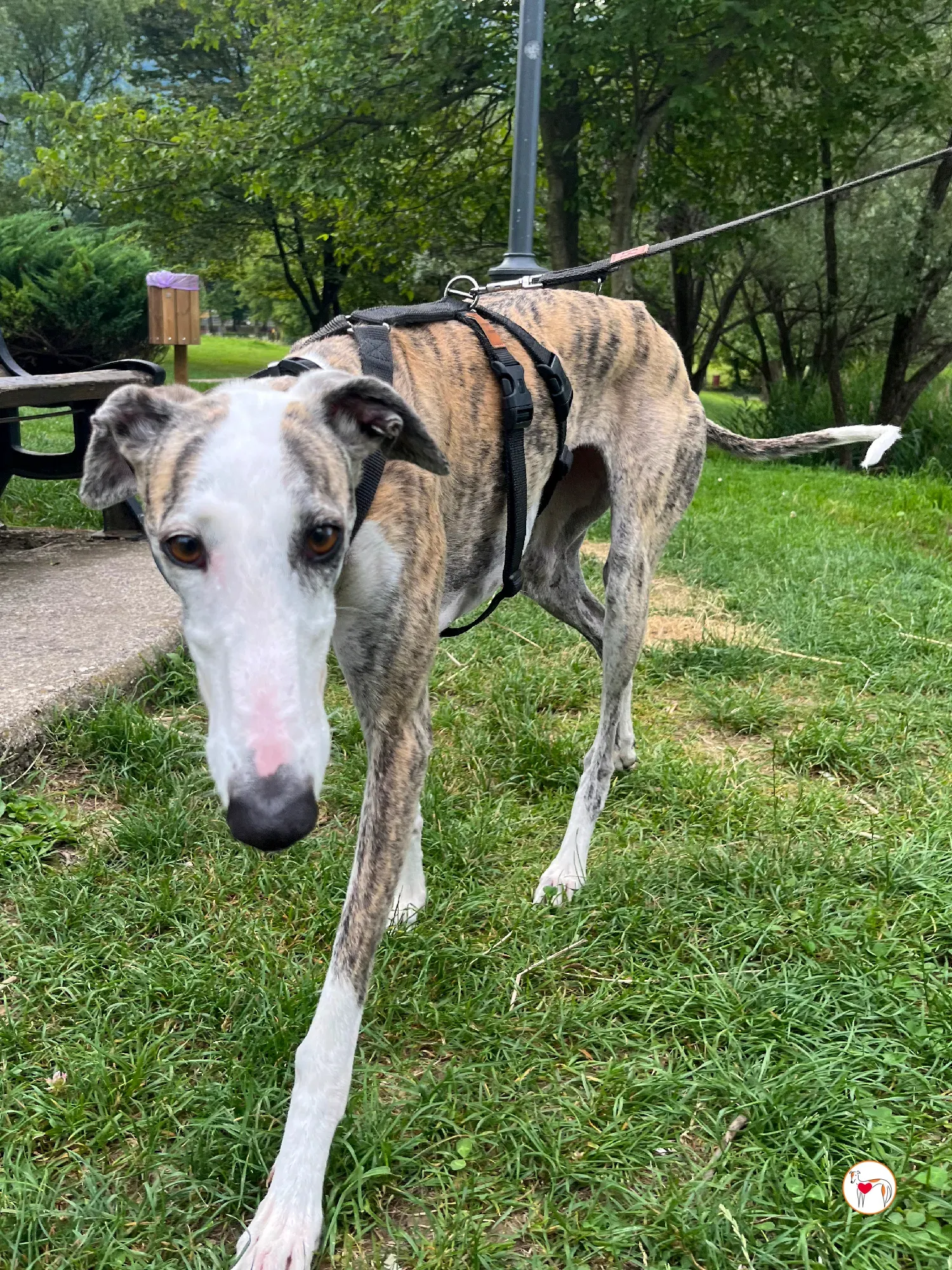 hera galgo adozione 18