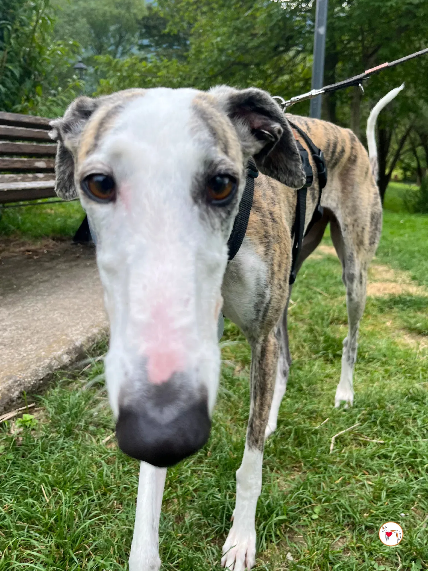 hera galgo adozione 19