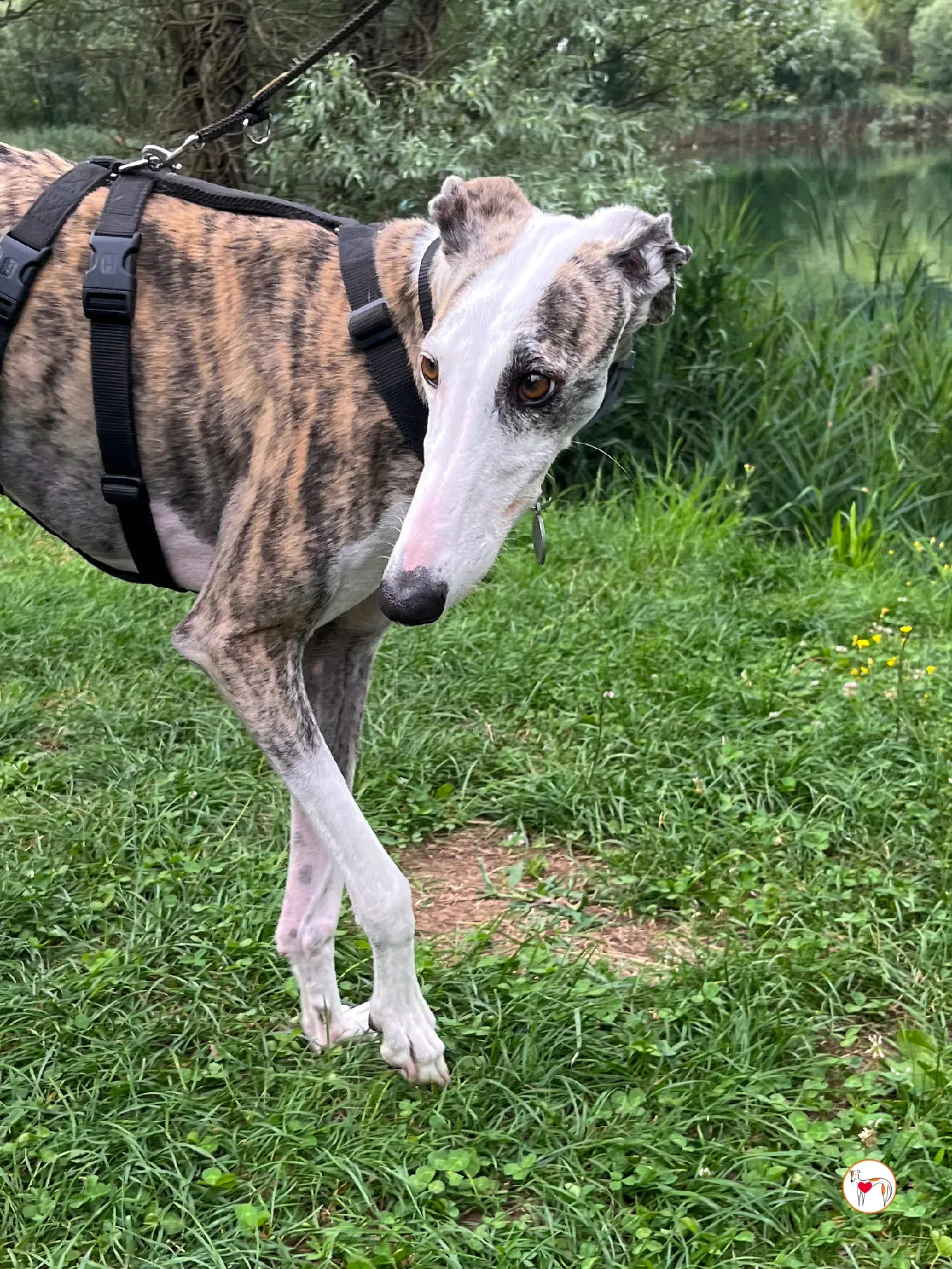 hera galgo adozione 20