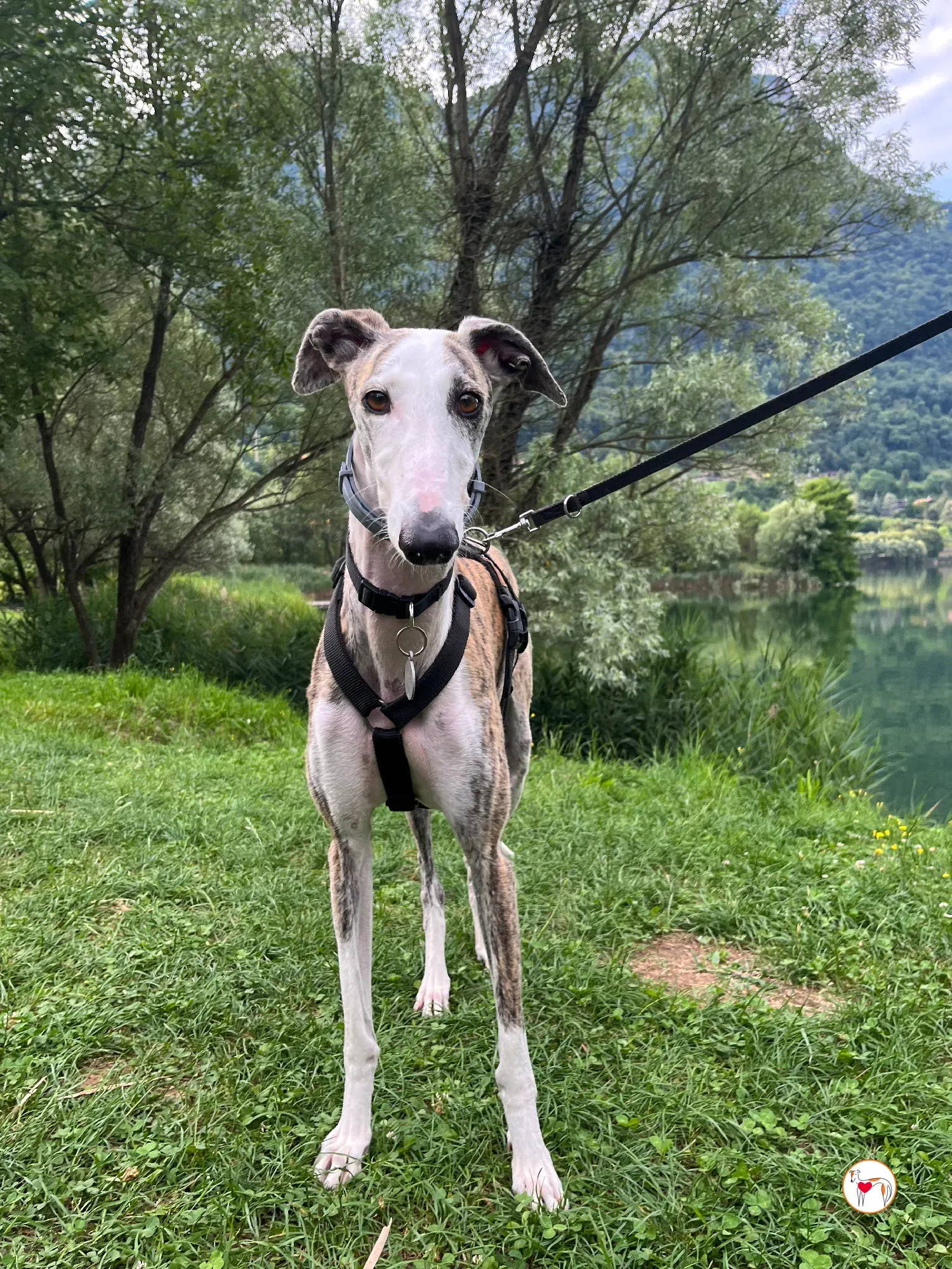 hera galgo adozione 21