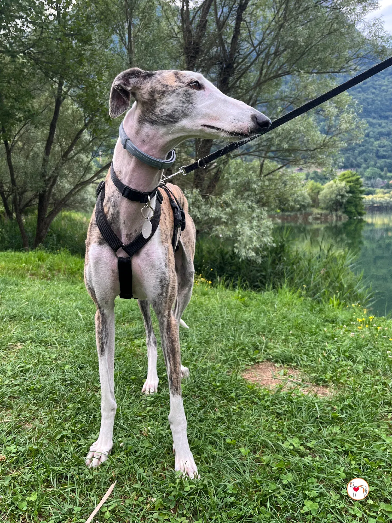 hera galgo adozione 22