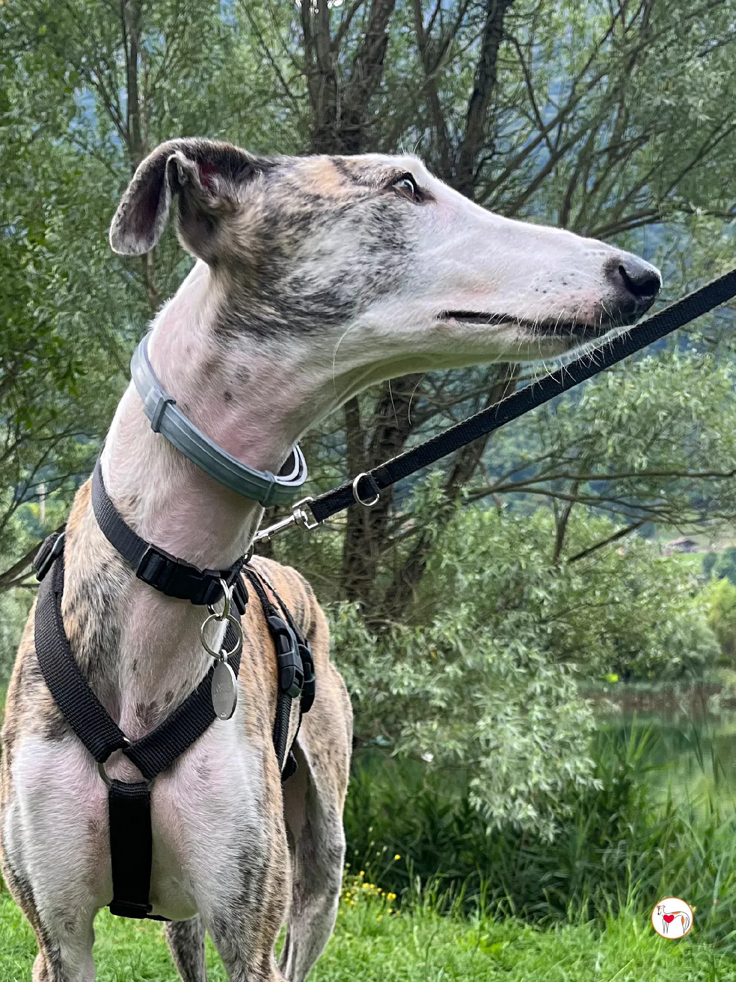 hera galgo adozione 23