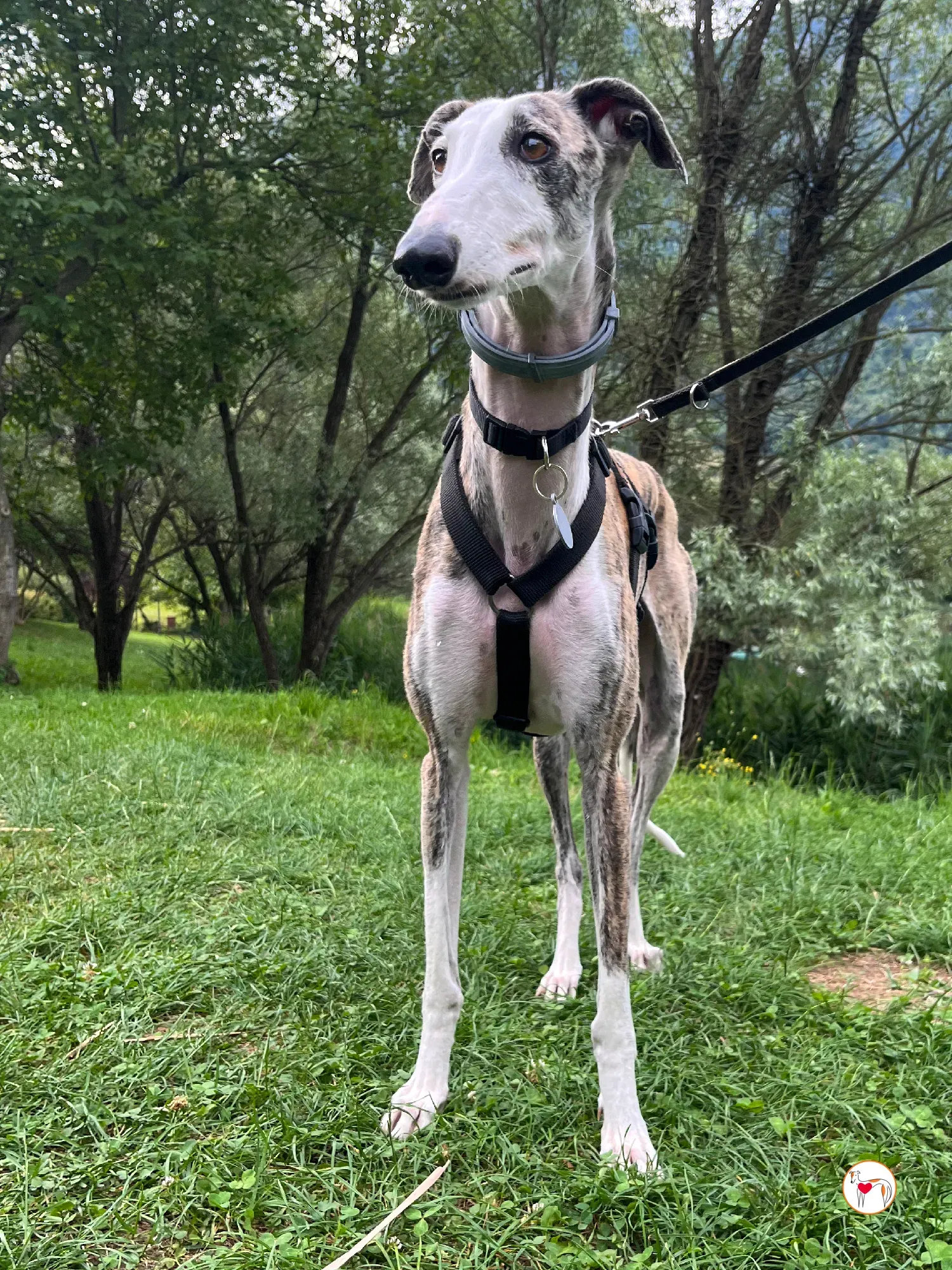 hera galgo adozione 24