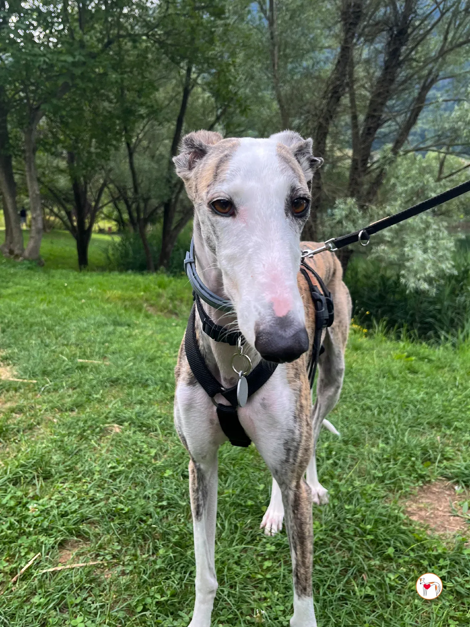 hera galgo adozione 25