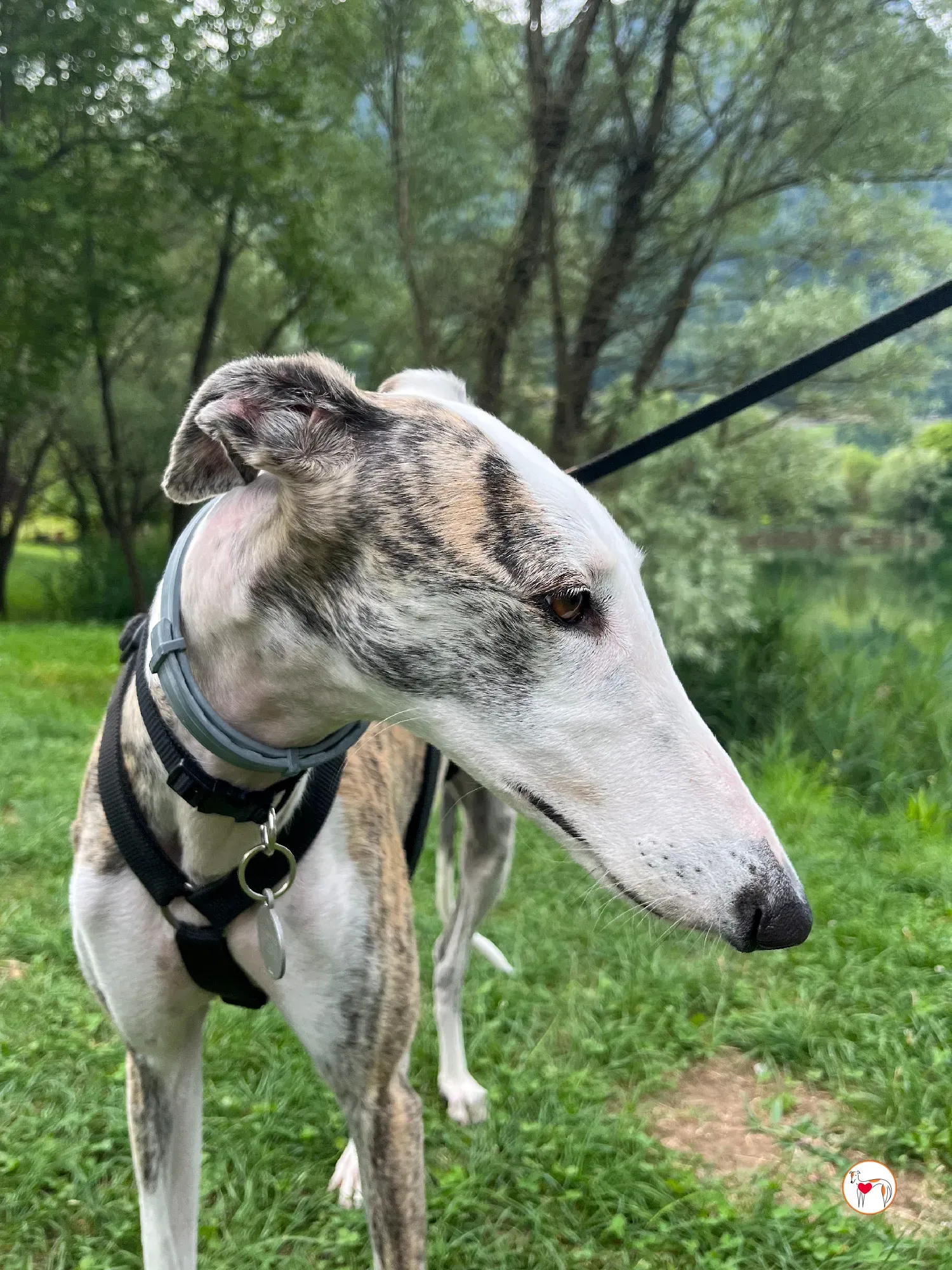 hera galgo adozione 26