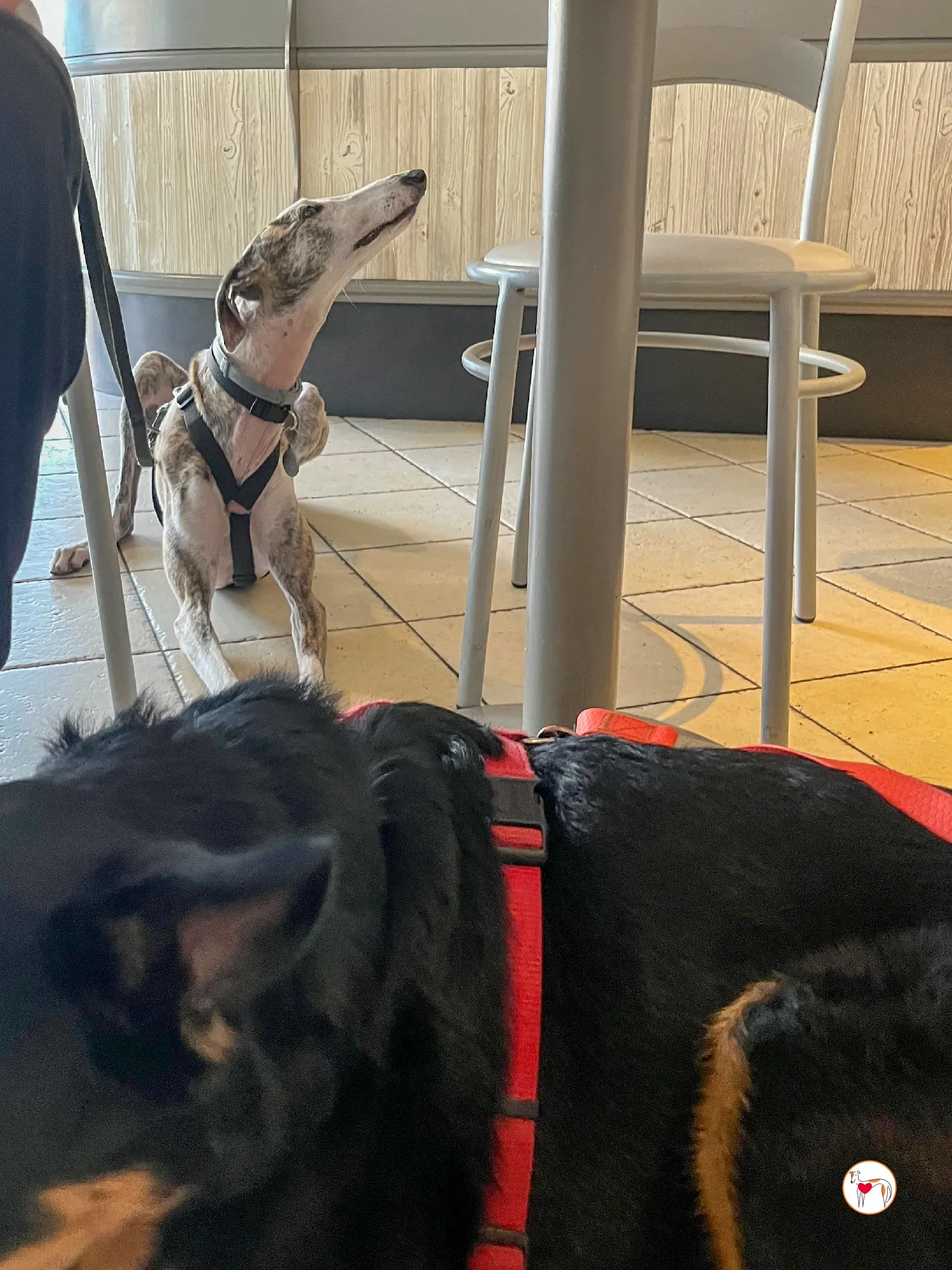 hera galgo adozione 27