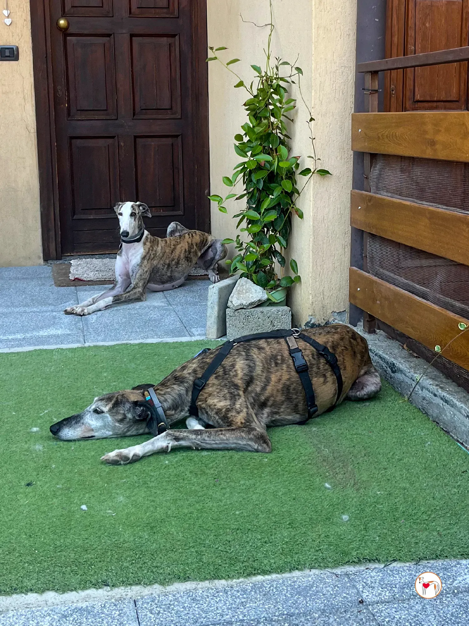 hera galgo adozione 28