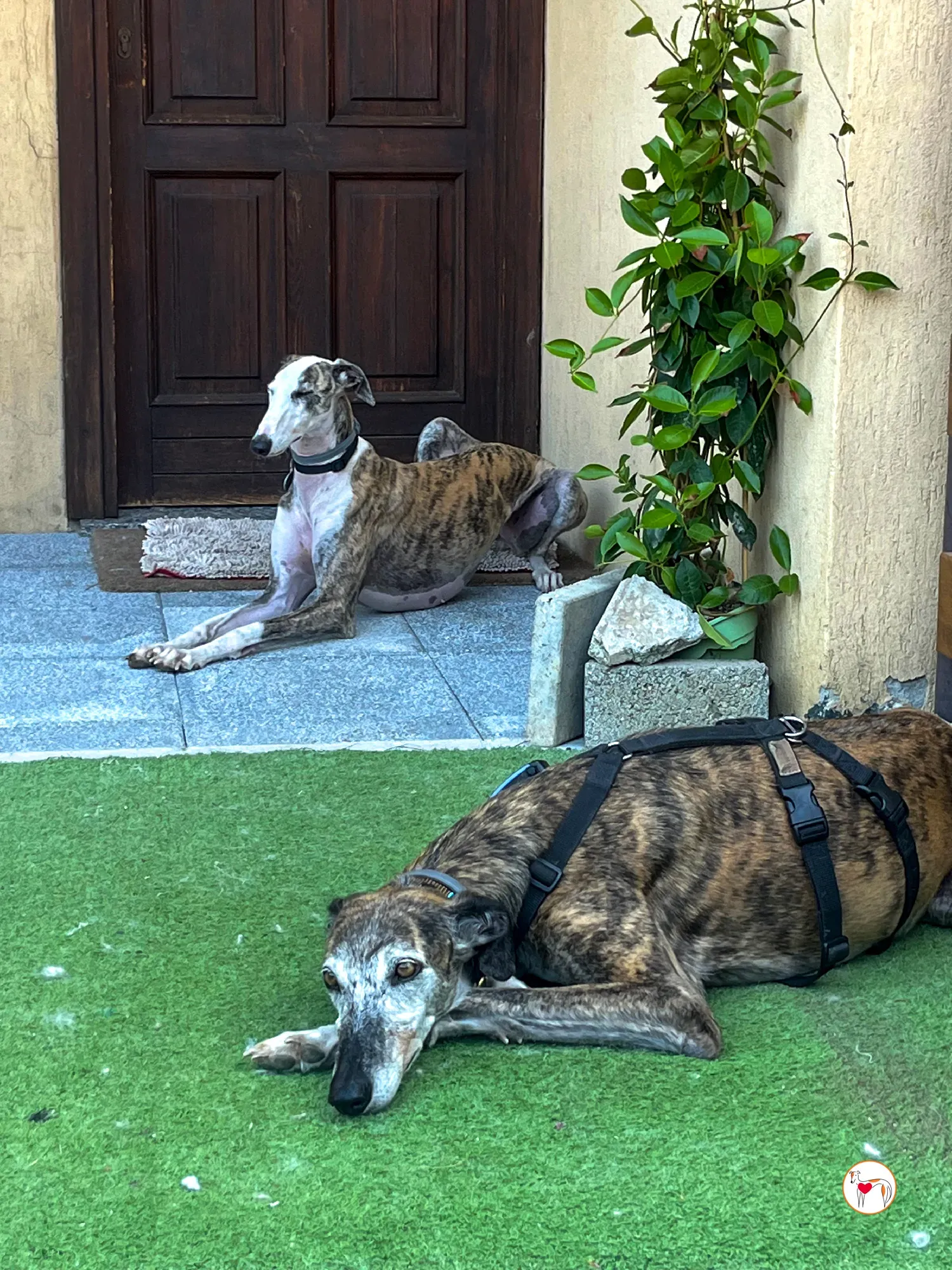 hera galgo adozione 29
