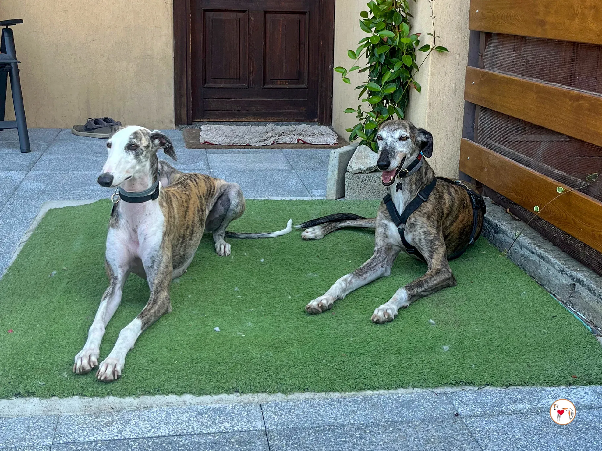 hera galgo adozione 30