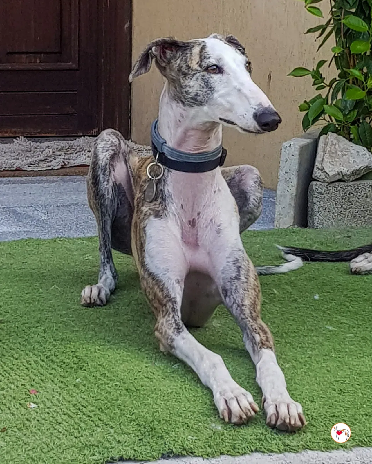 hera galgo adozione 31