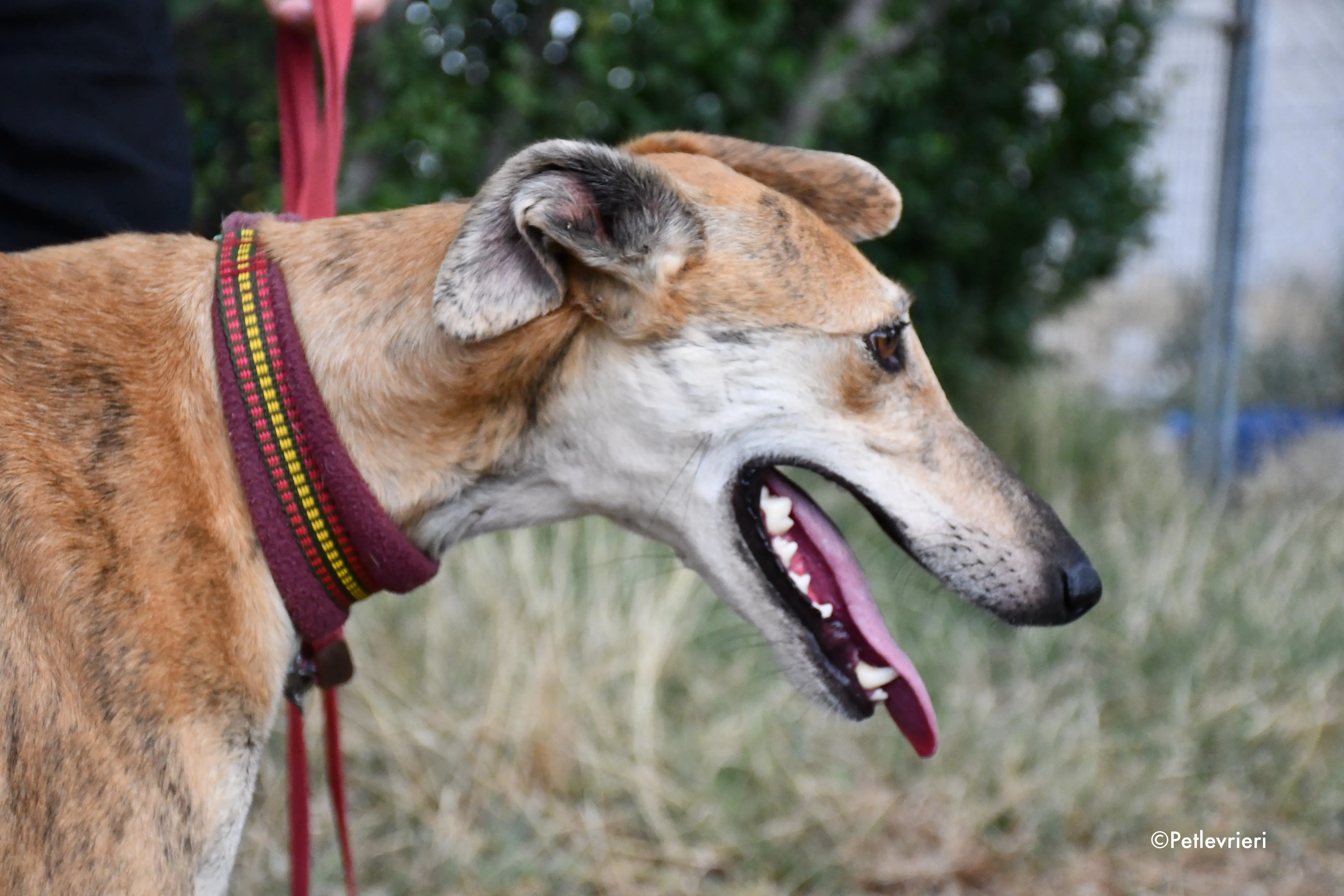 hero adozione levrieri galgo 1