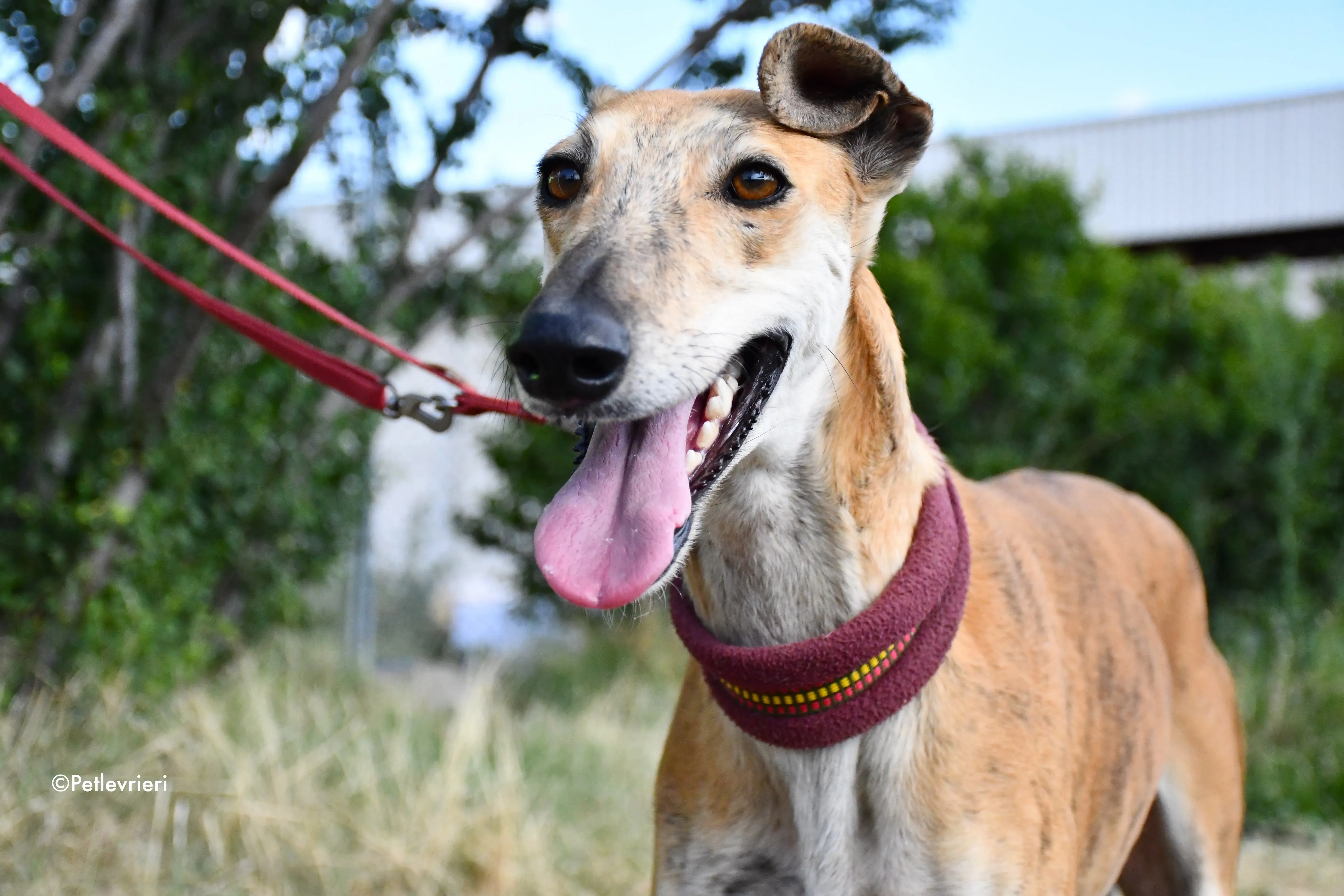 hero adozione levrieri galgo 10