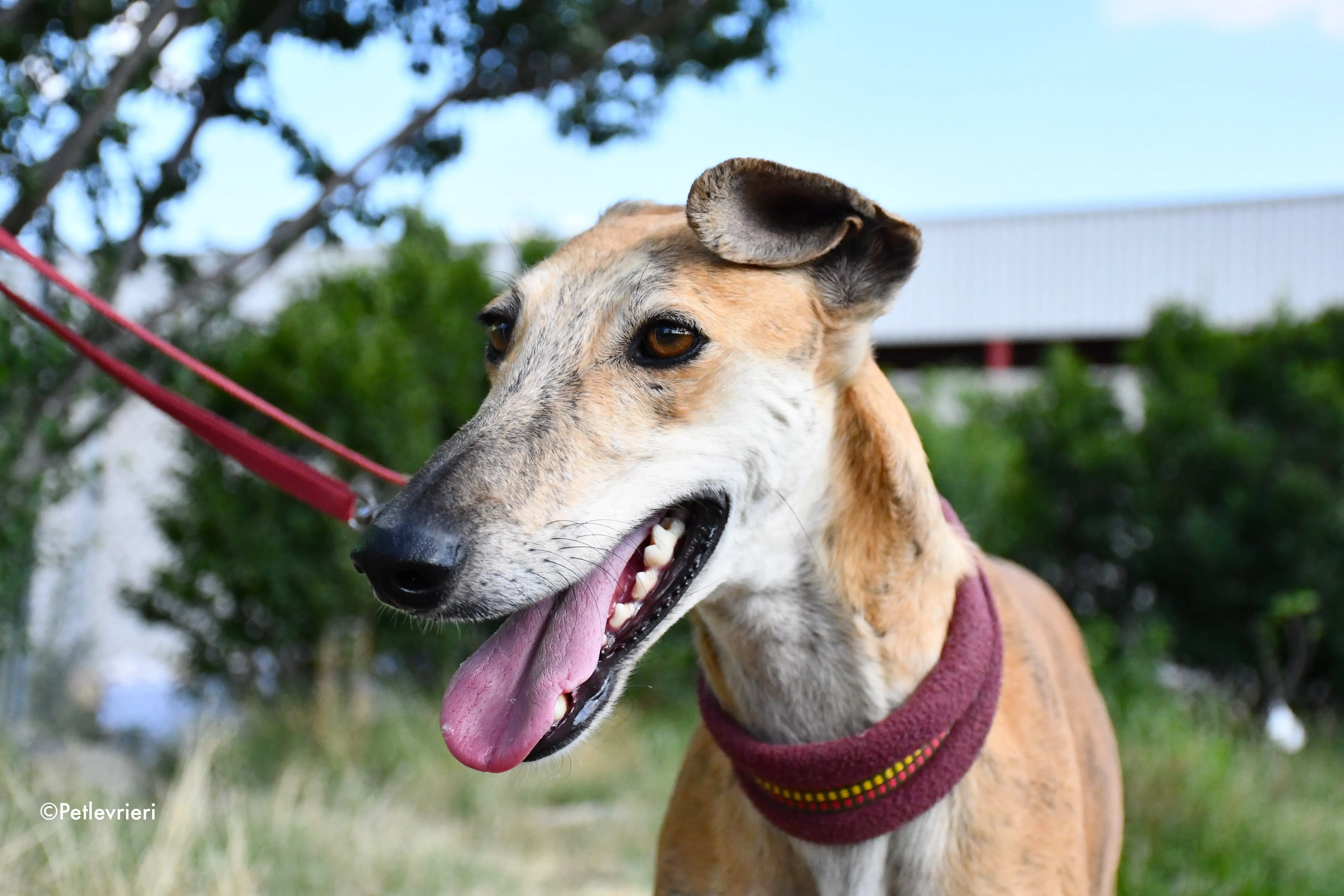 hero adozione levrieri galgo 11