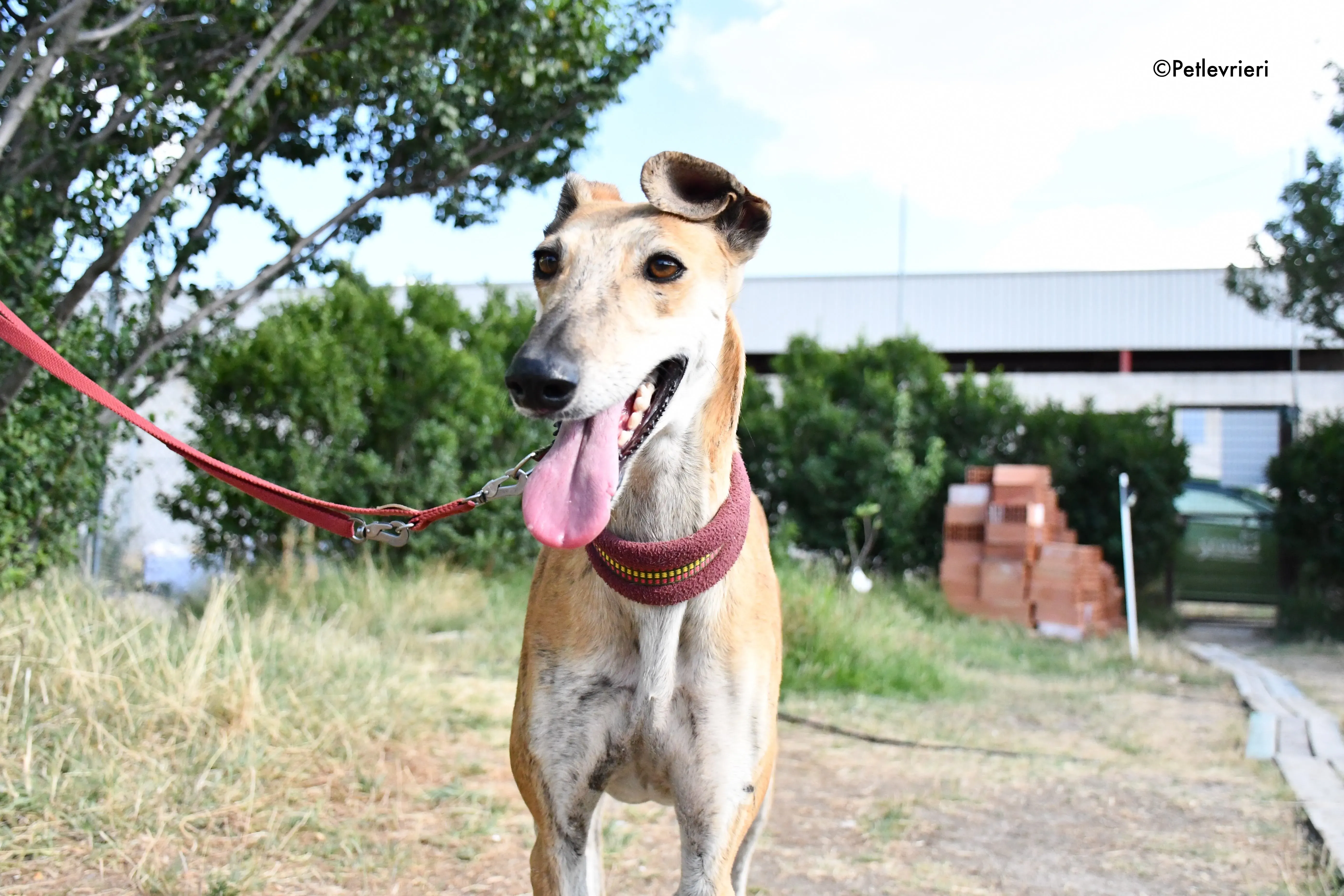 hero adozione levrieri galgo 12