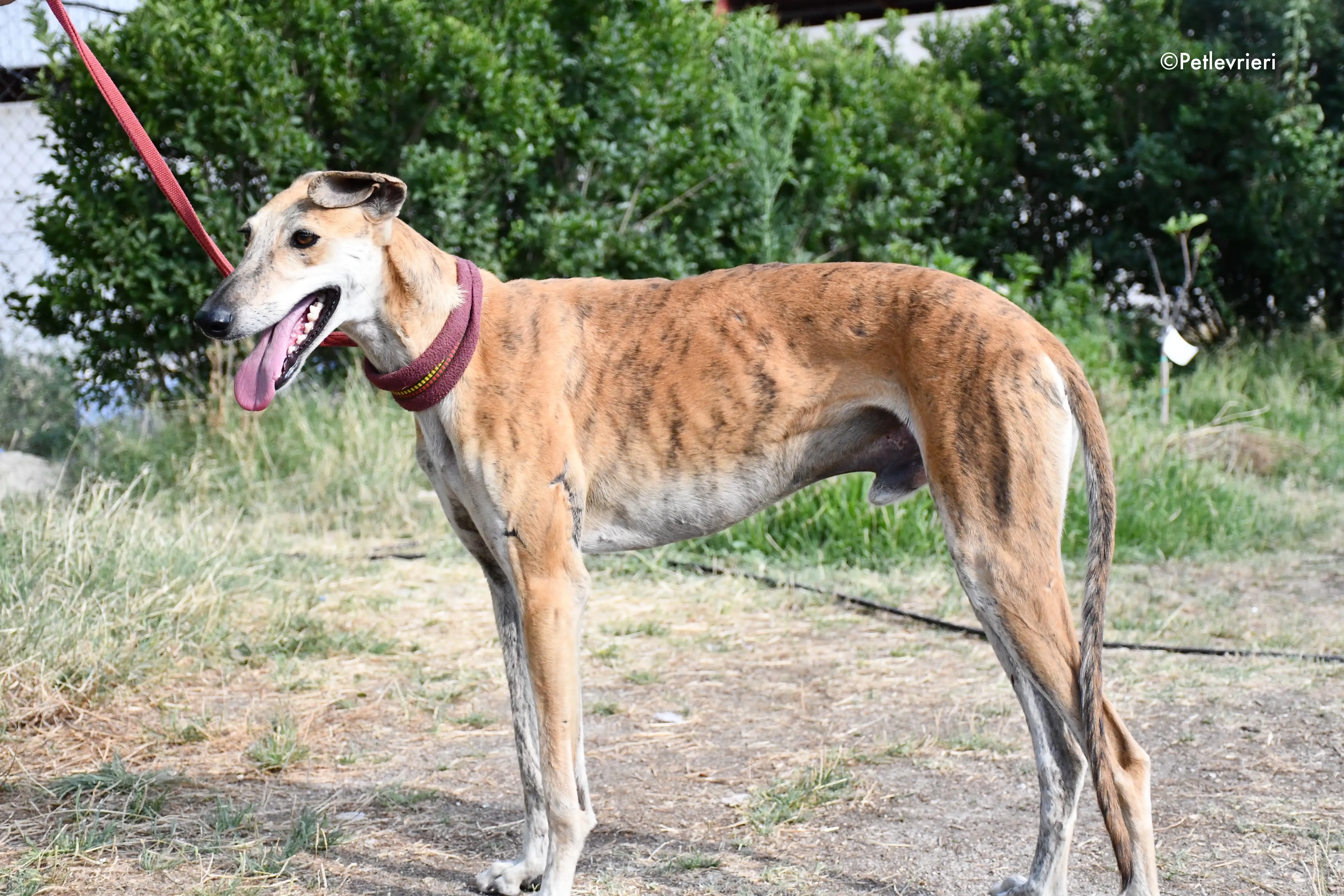 hero adozione levrieri galgo 13