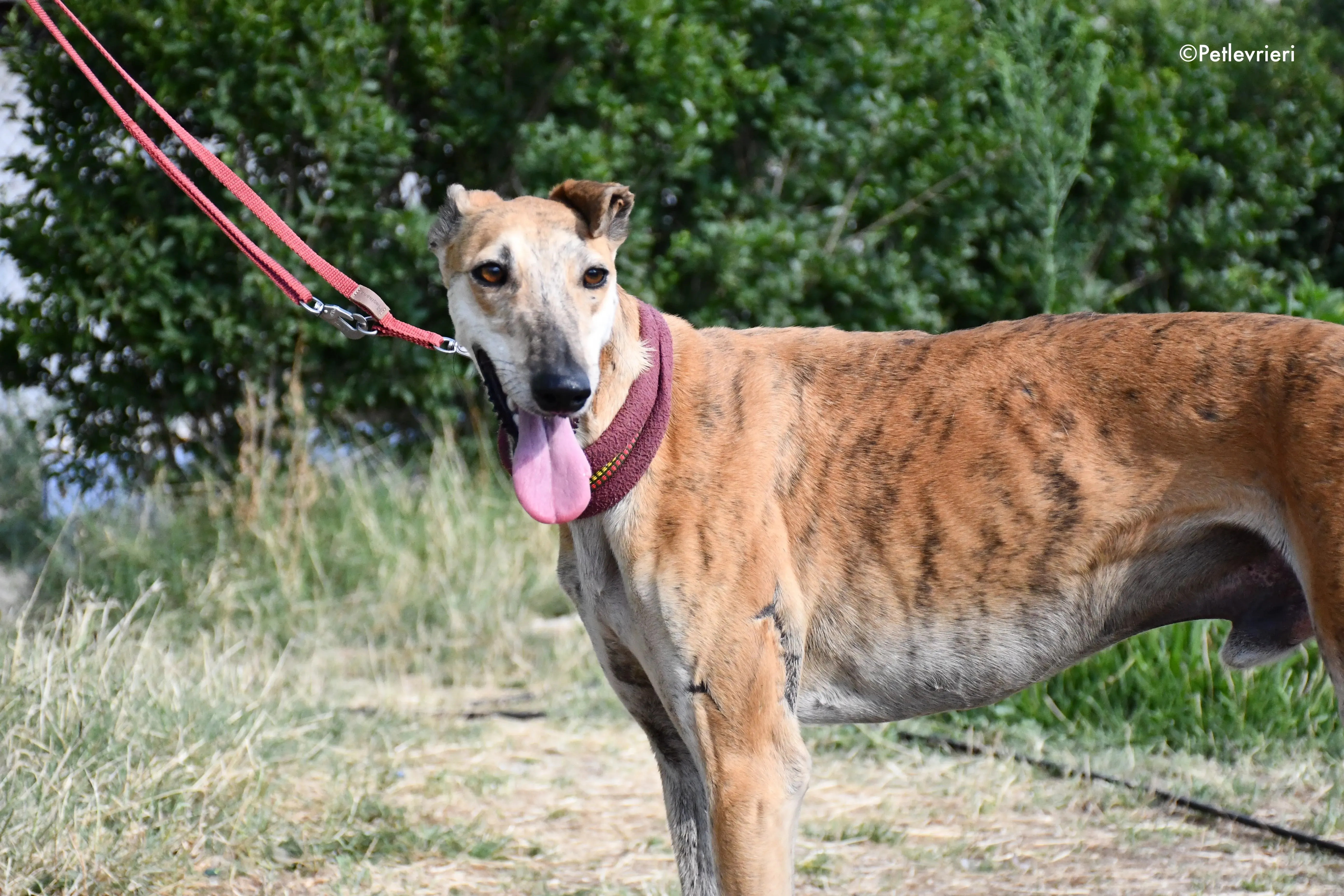 hero adozione levrieri galgo 14