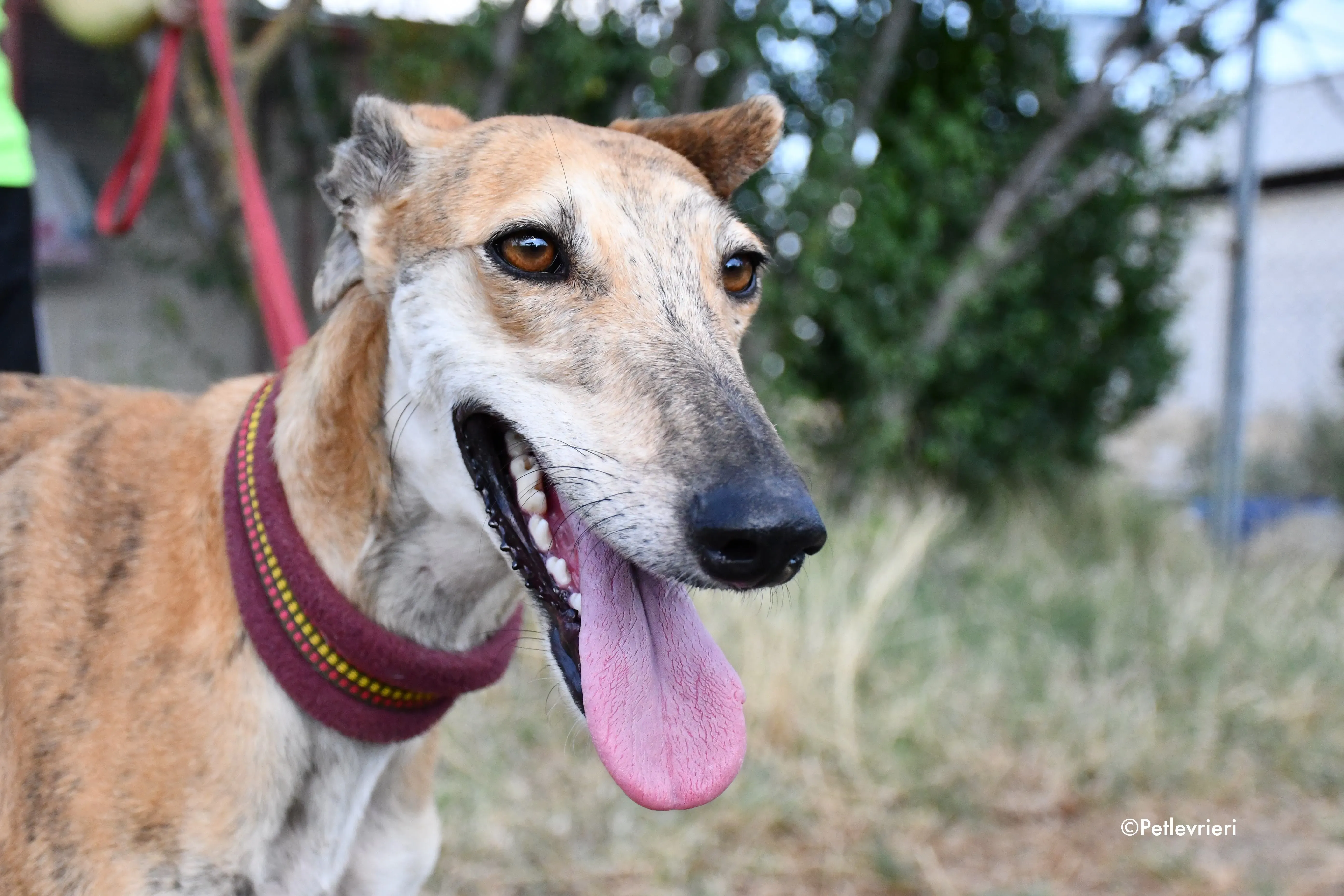 hero adozione levrieri galgo 2